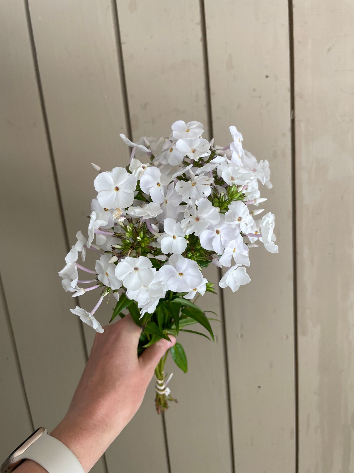 PHLOX x Fashionably Early Crystal