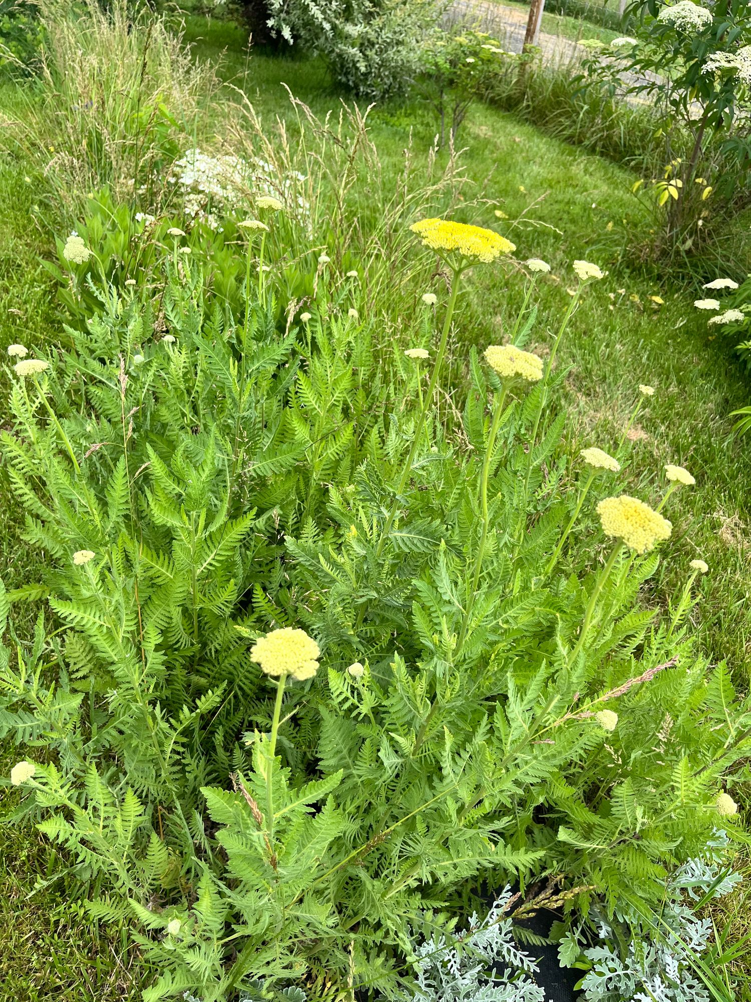 ACHILLEA filipendulina Parker's Variety