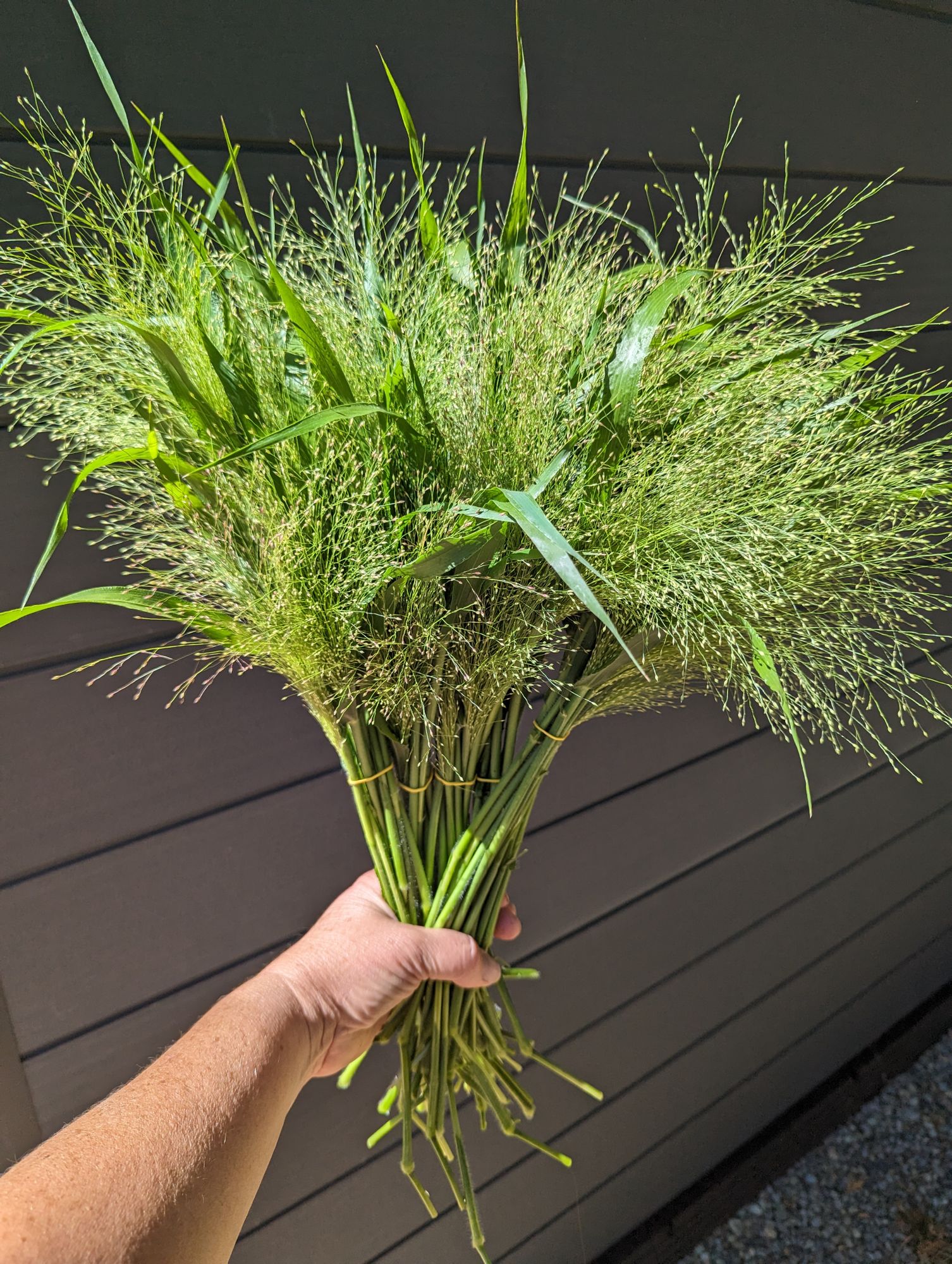Explosion grass