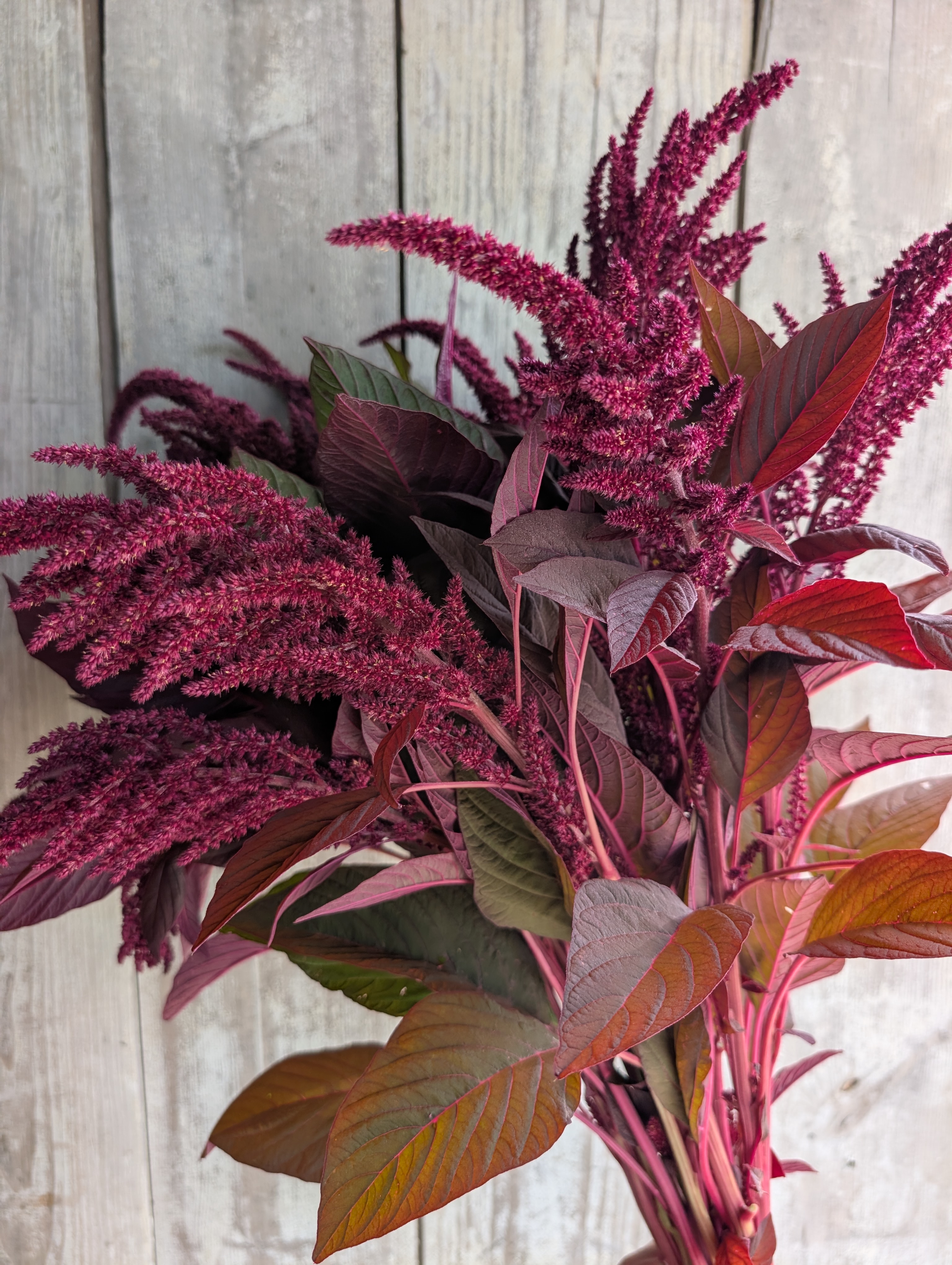 AMARANTHUS cruentus Velvet Curtains