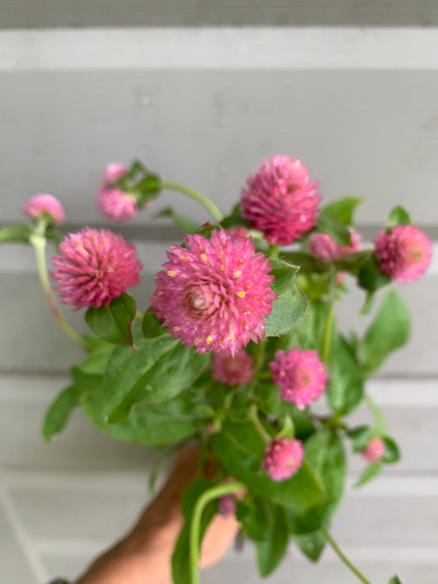GOMPHRENA globosa Raspberry Cream