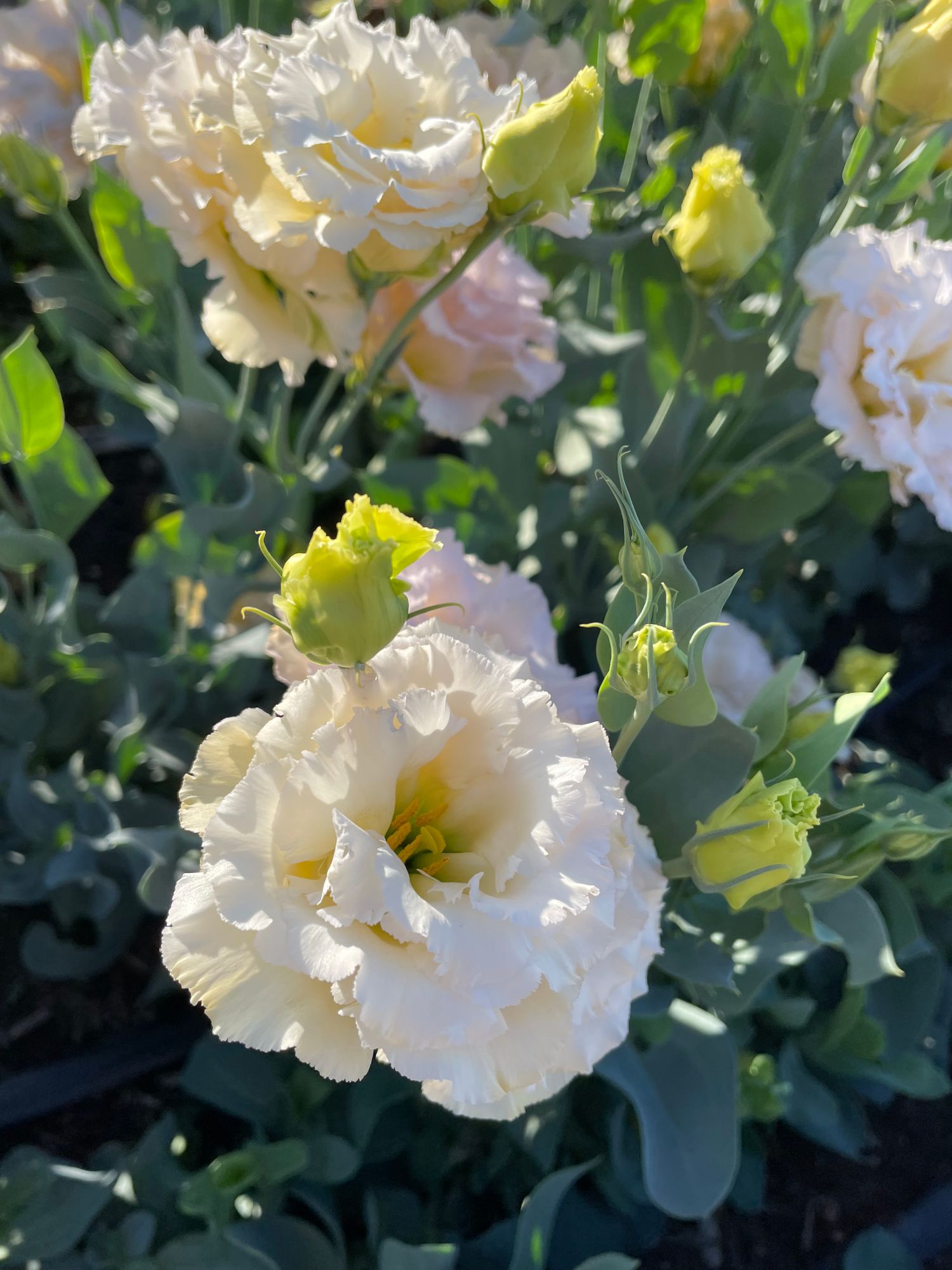 EUSTOMA grandiflorum Blue Chateau
