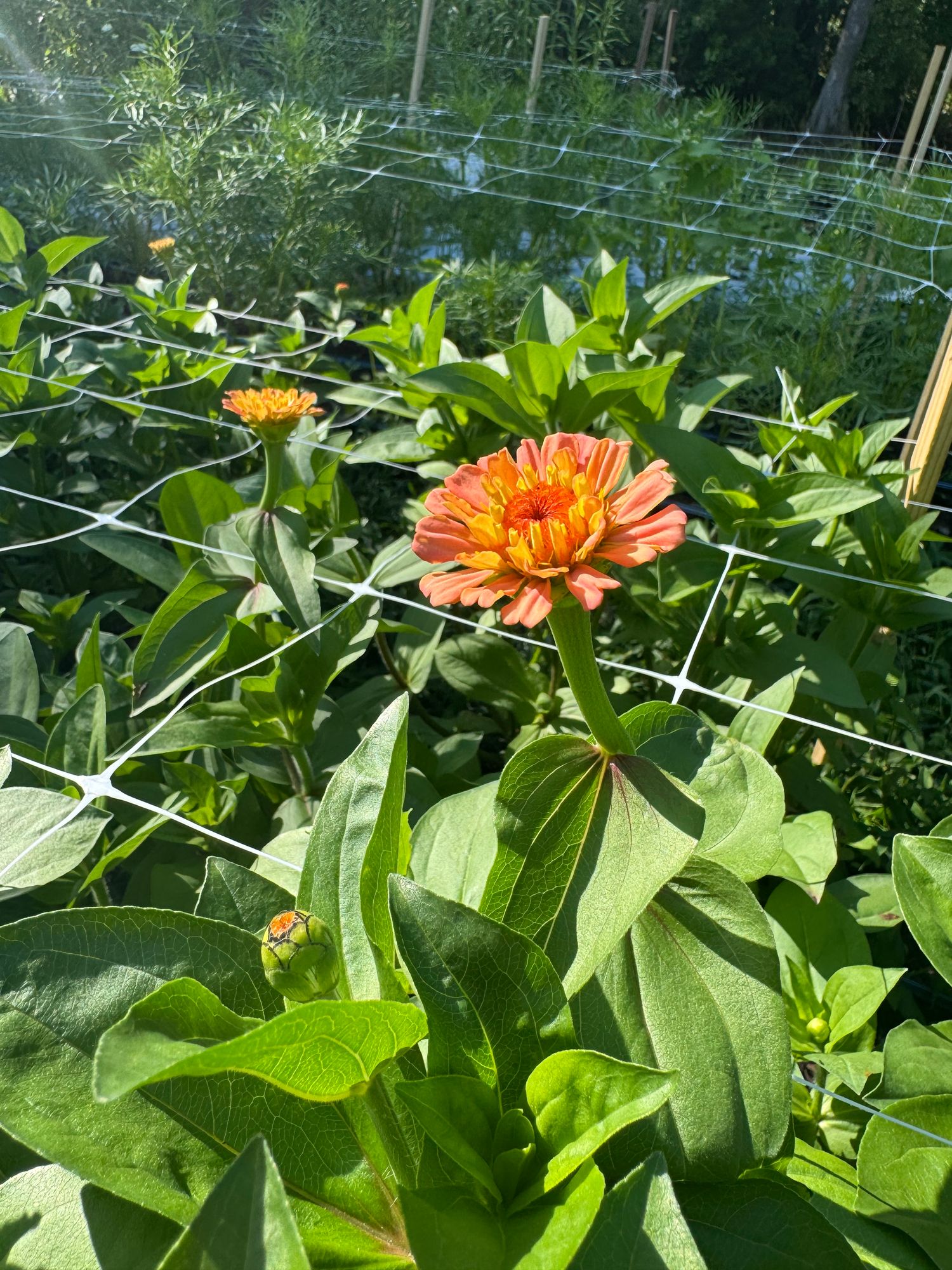 ZINNIA elegans Oklahoma Salmon