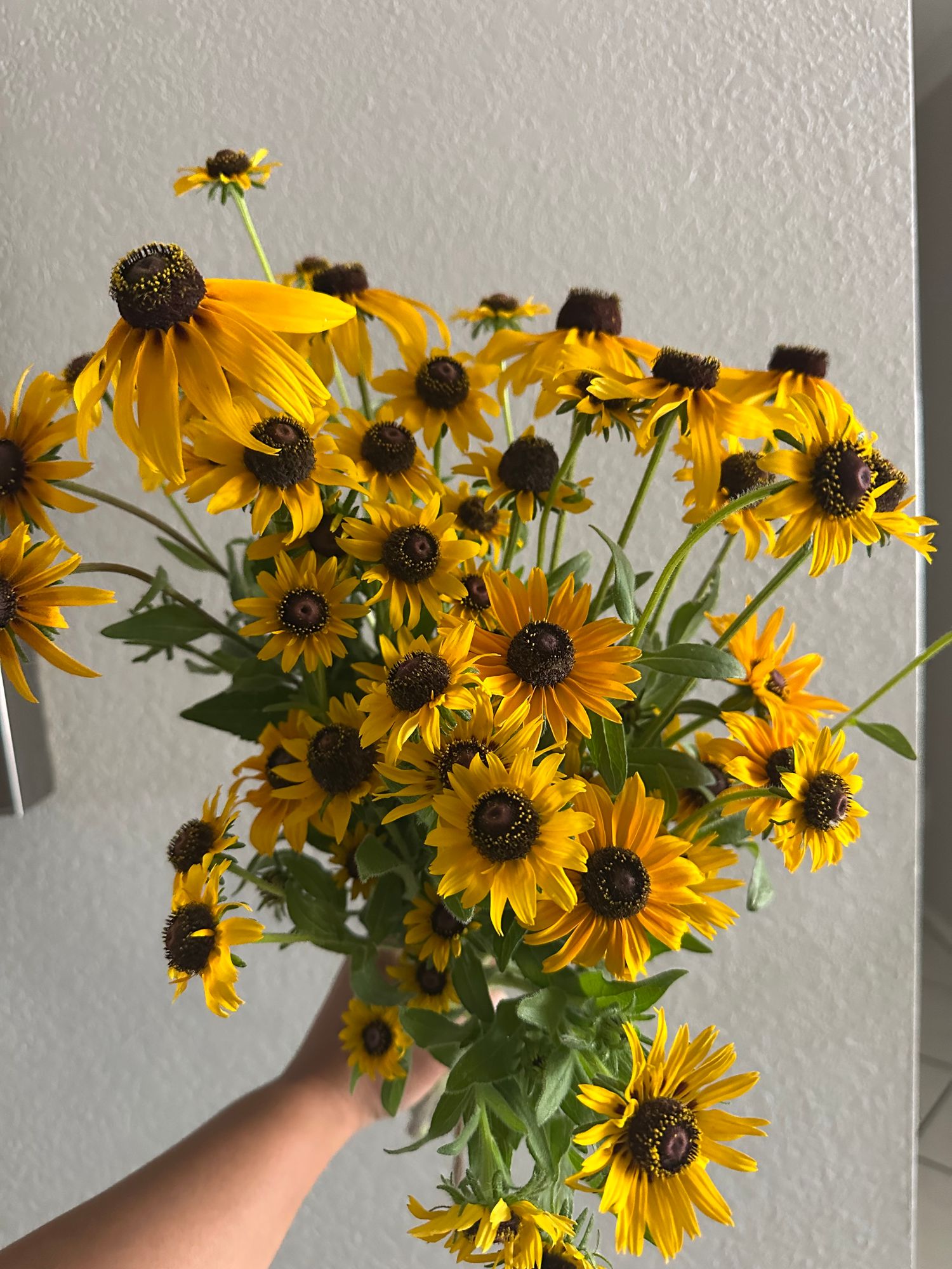 RUDBECKIA hirta Denver Daisy