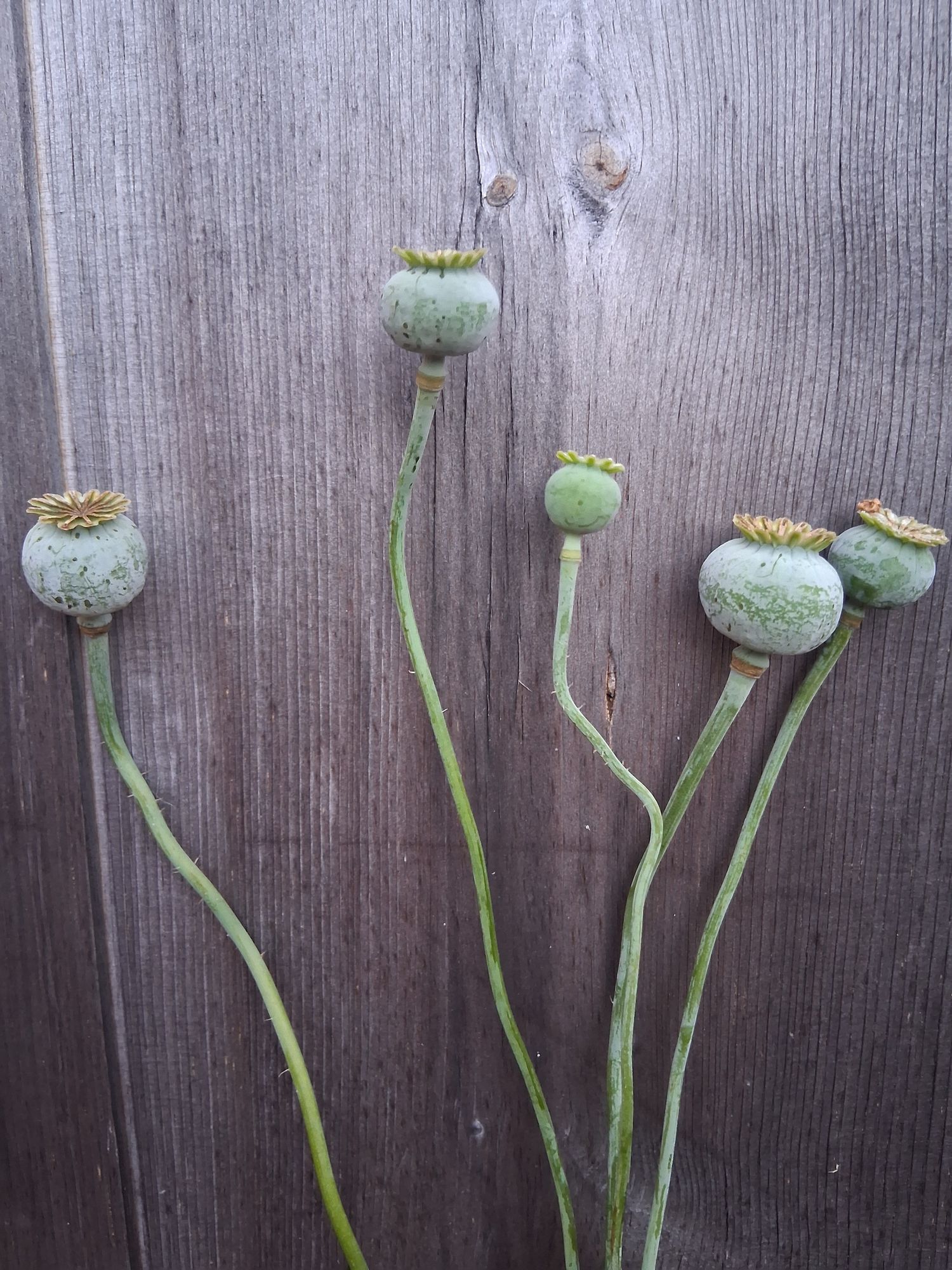 PAPAVER