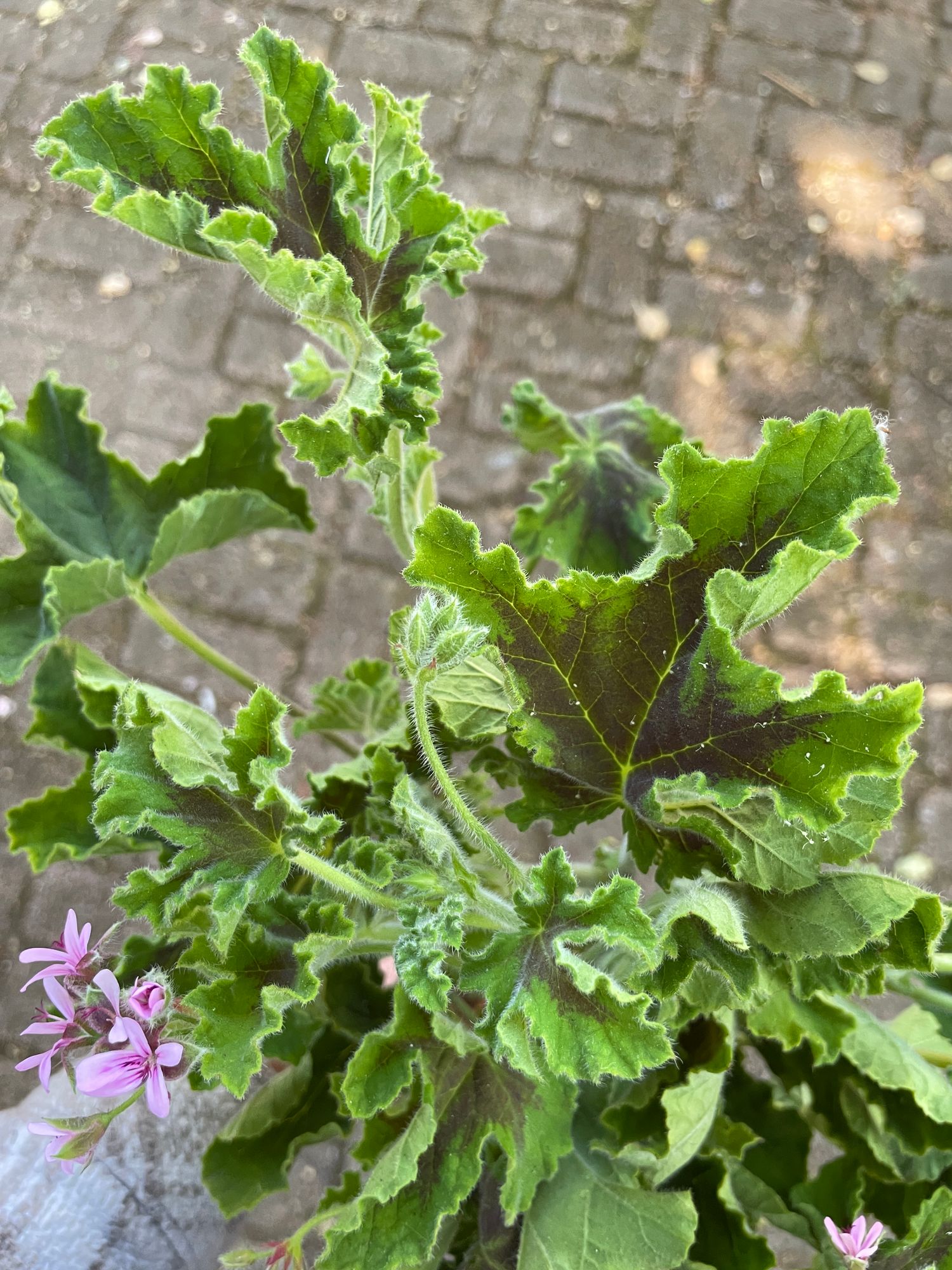 PELARGONIUM tomentosum