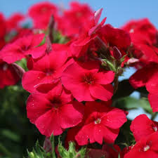 PHLOX drummondii Coccinea