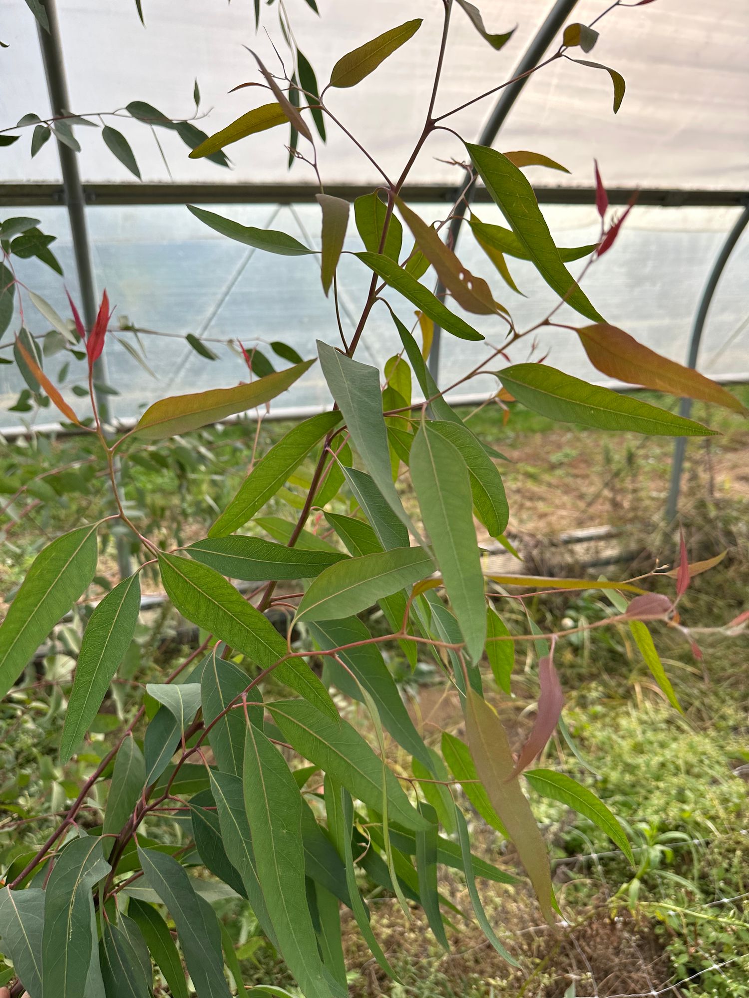 EUCALYPTUS nicholii