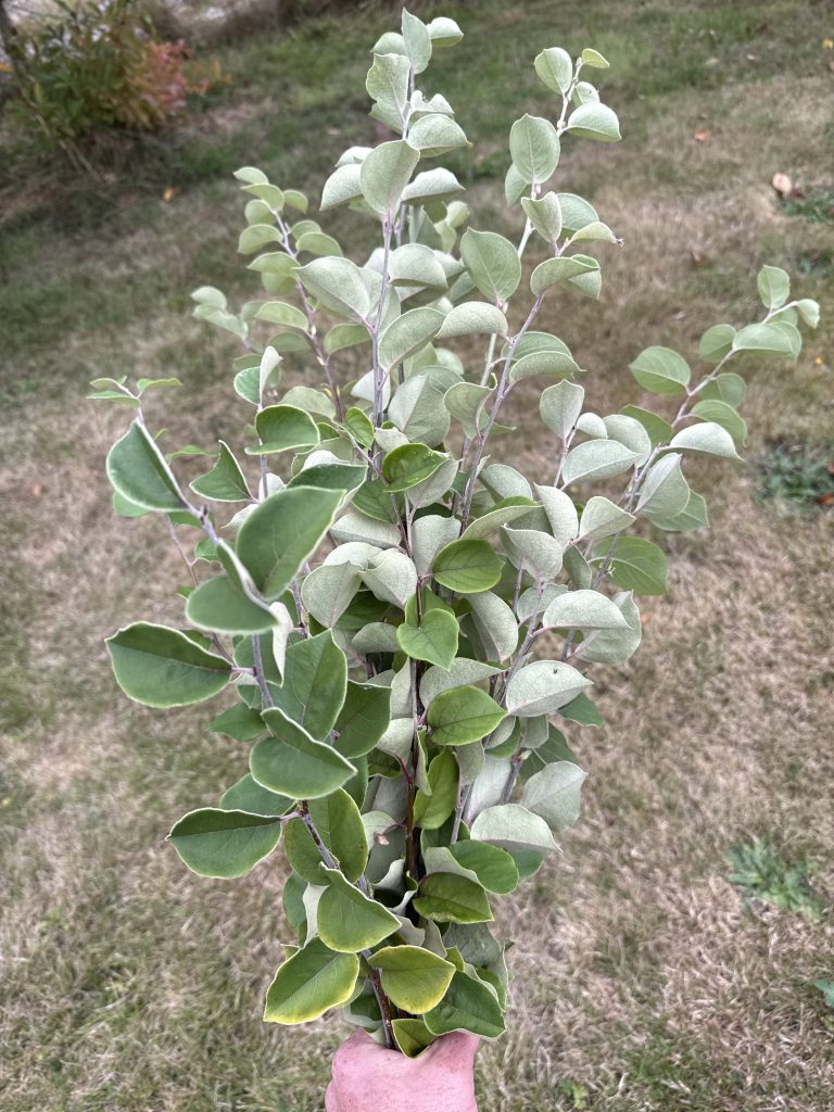CYDONIA oblonga