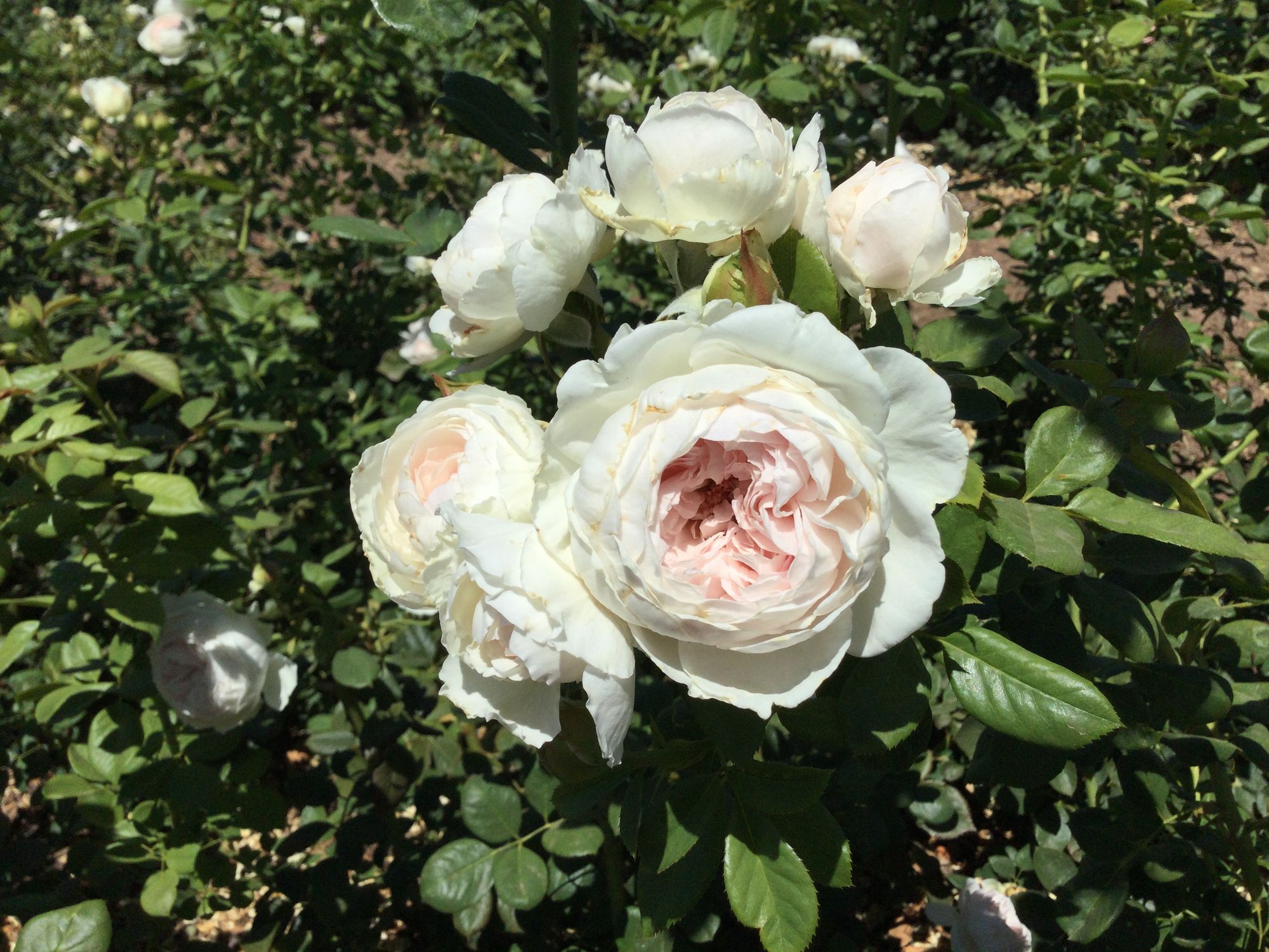 ROSA hybrida
