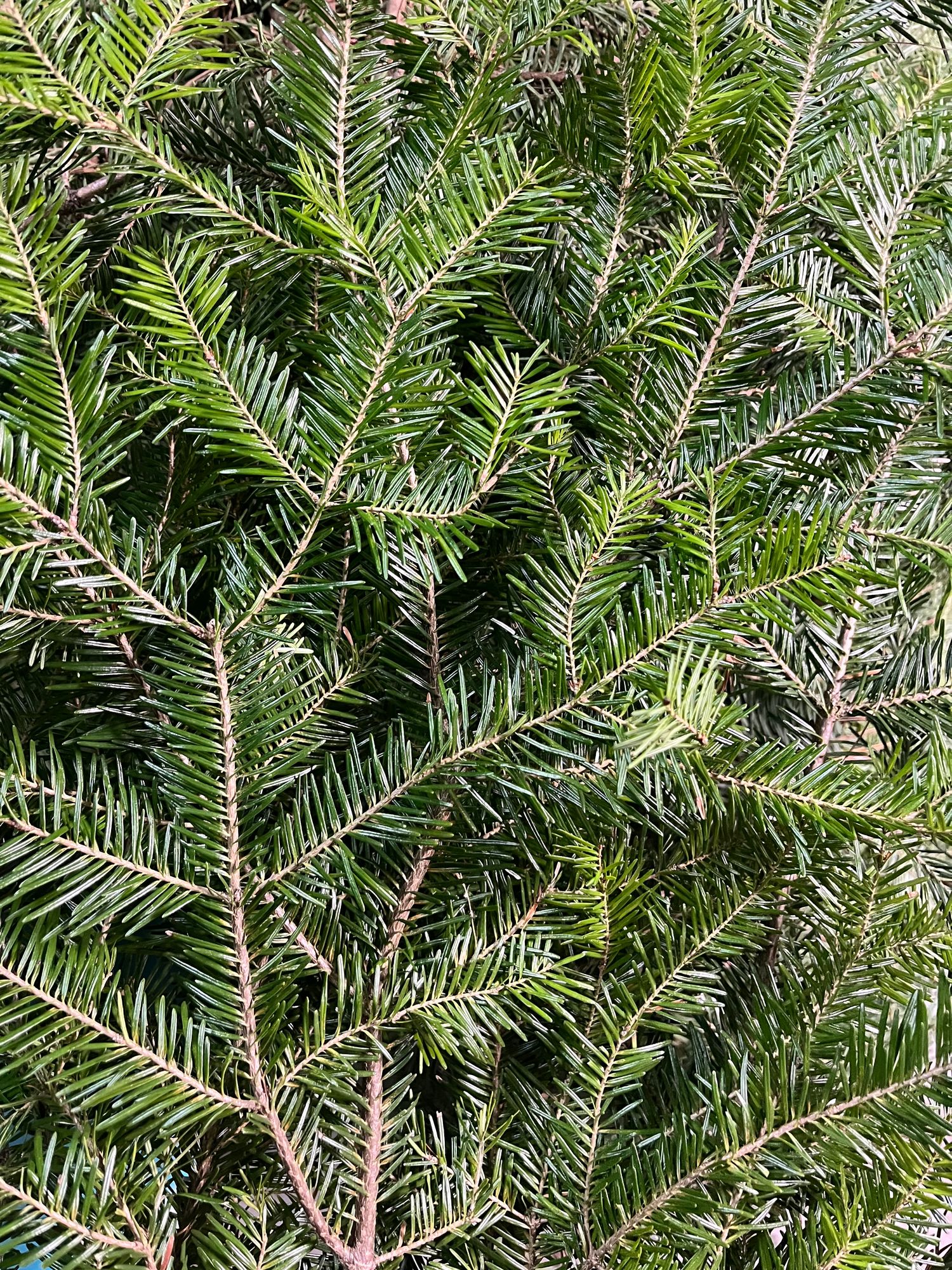ABIES balsamea