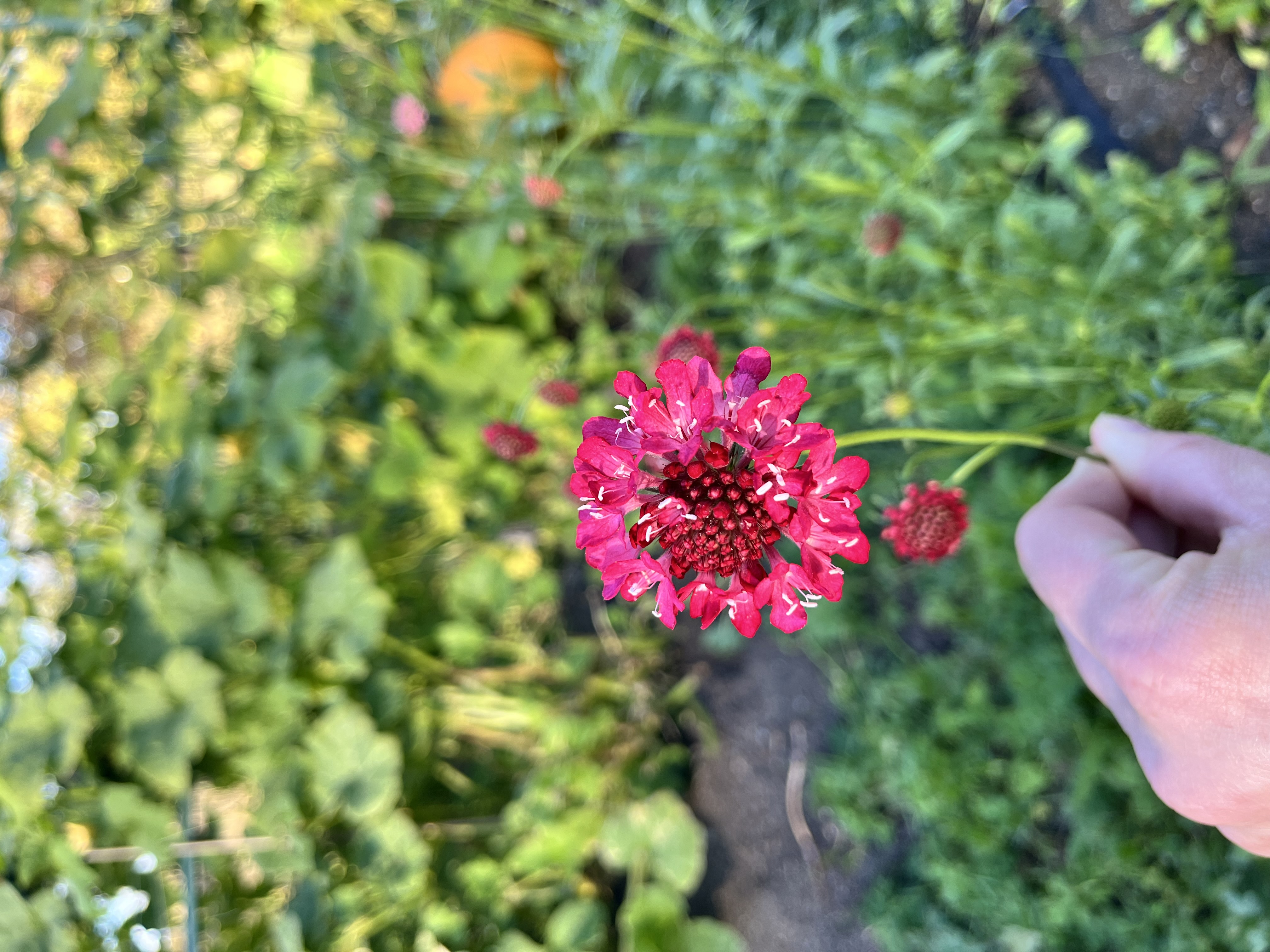 SCABIOSA