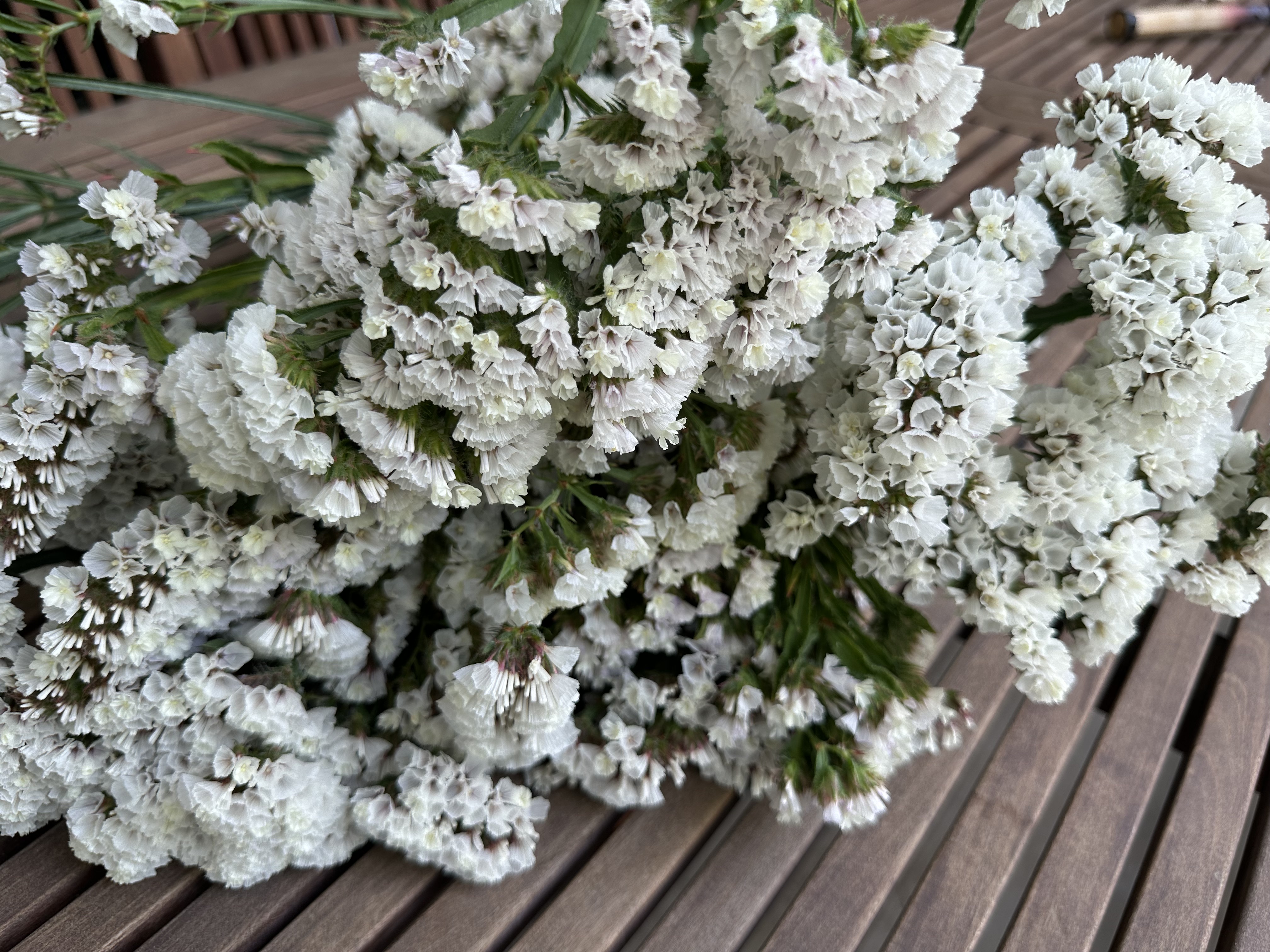 LIMONIUM sinuatum Forever Silver