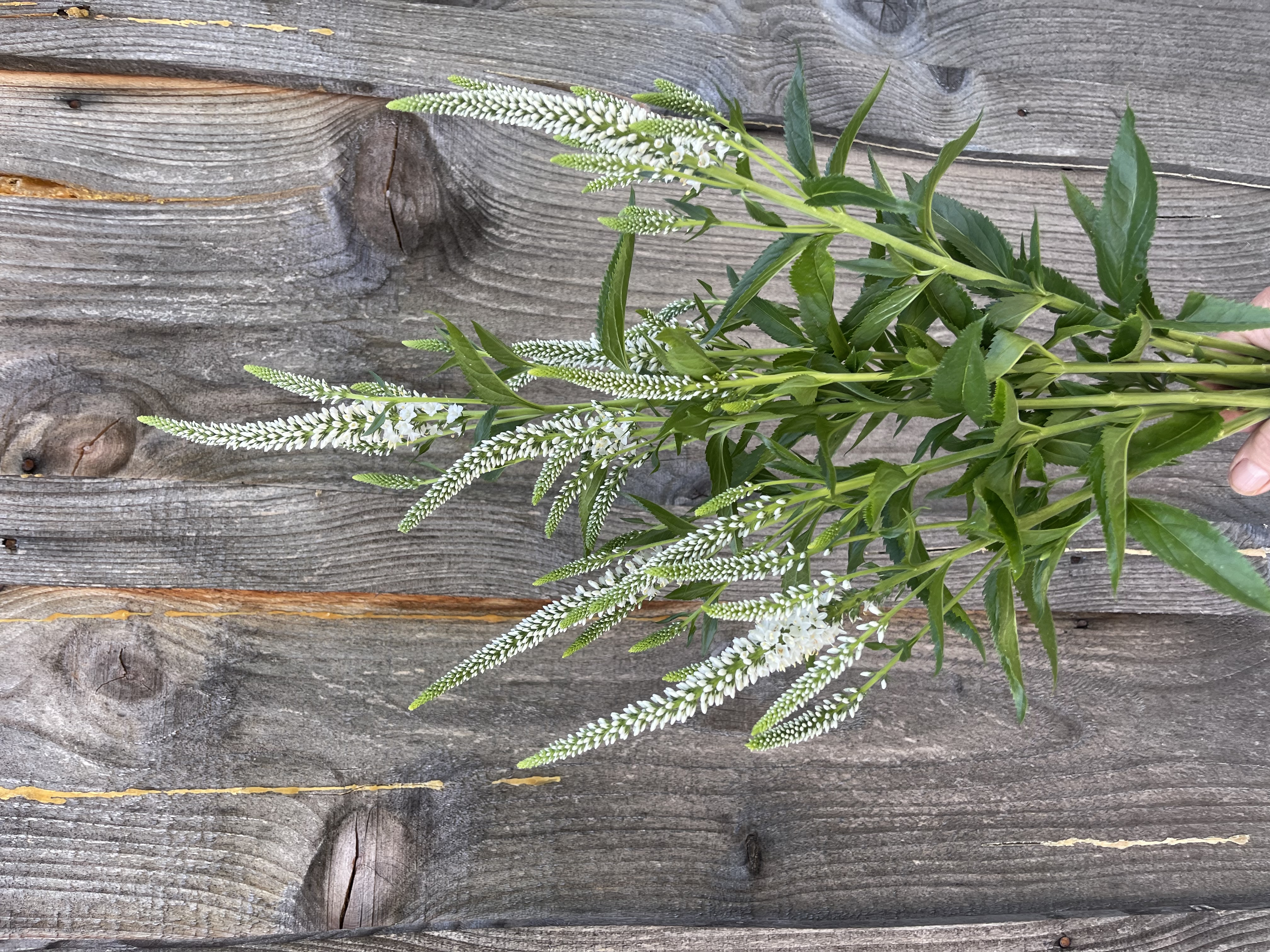 VERONICA gentianoides