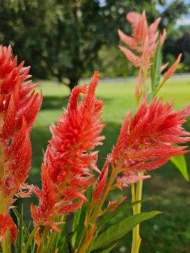 CELOSIA argentea var. plumosa Sunday Orange