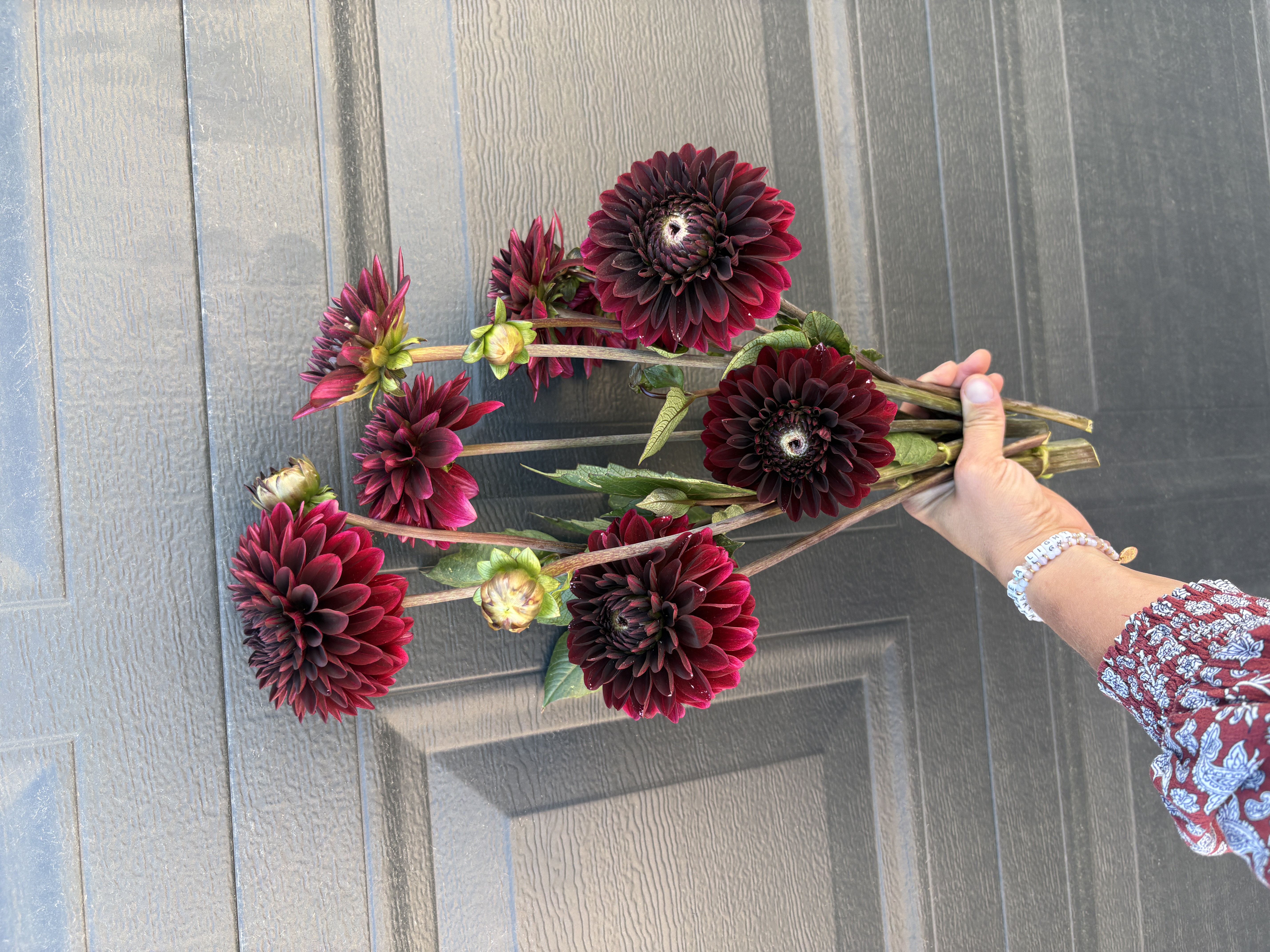 DAHLIA Baccara