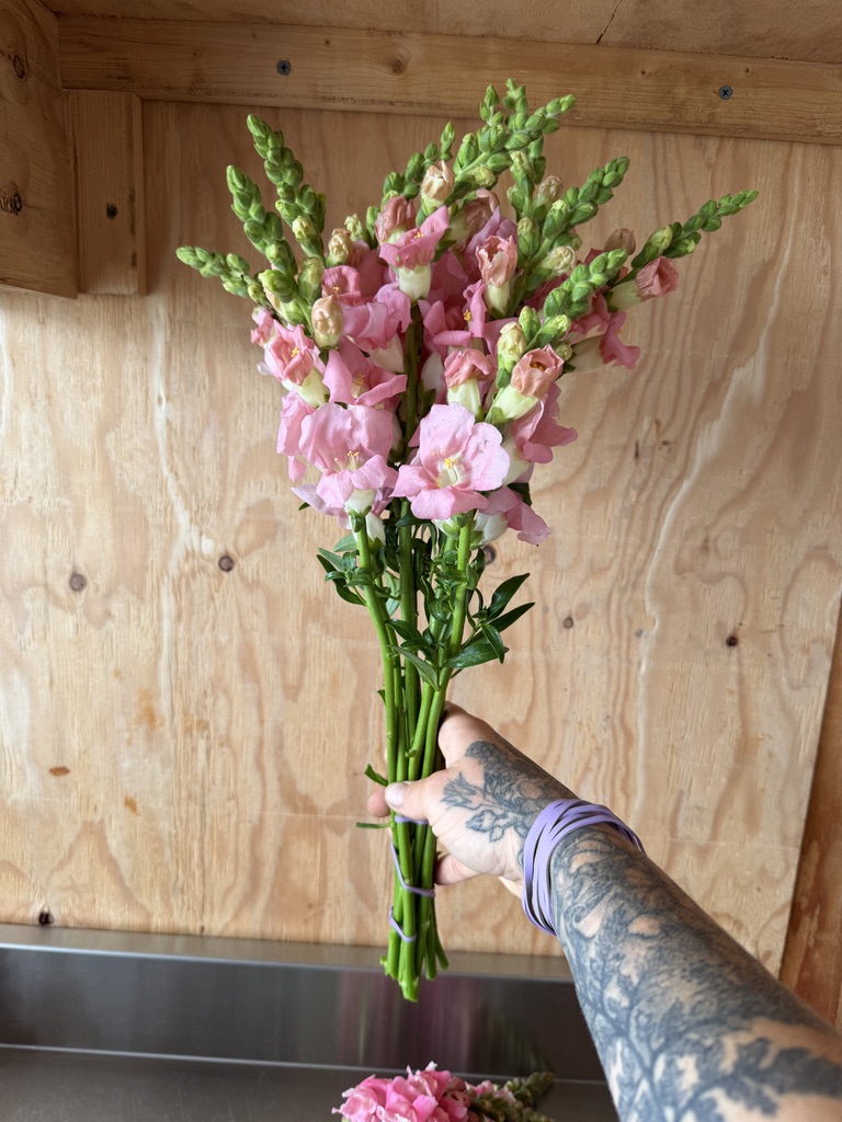 ANTIRRHINUM majus Chantilly Light Pink