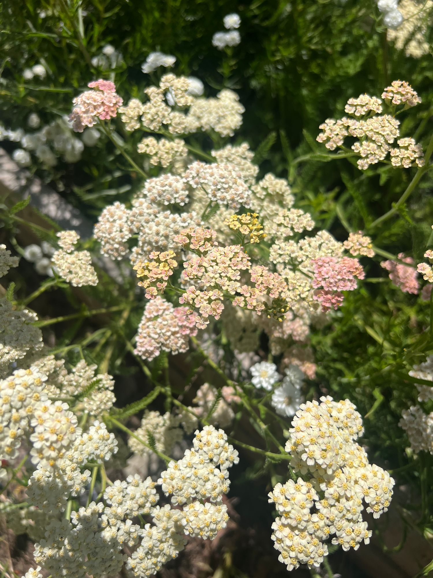 ACHILLEA millefolium Summer Berries