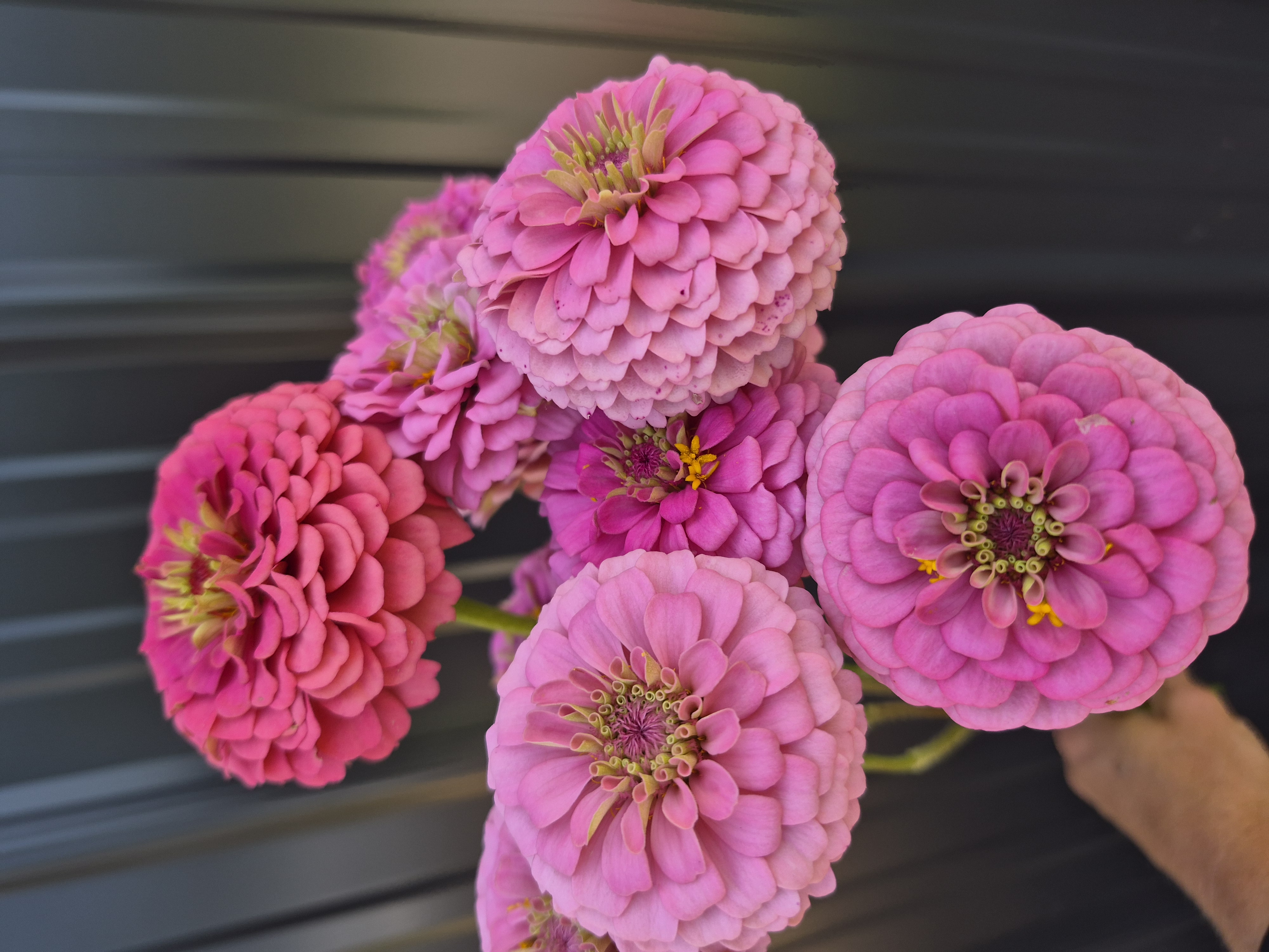 ZINNIA elegans Oklahoma Series