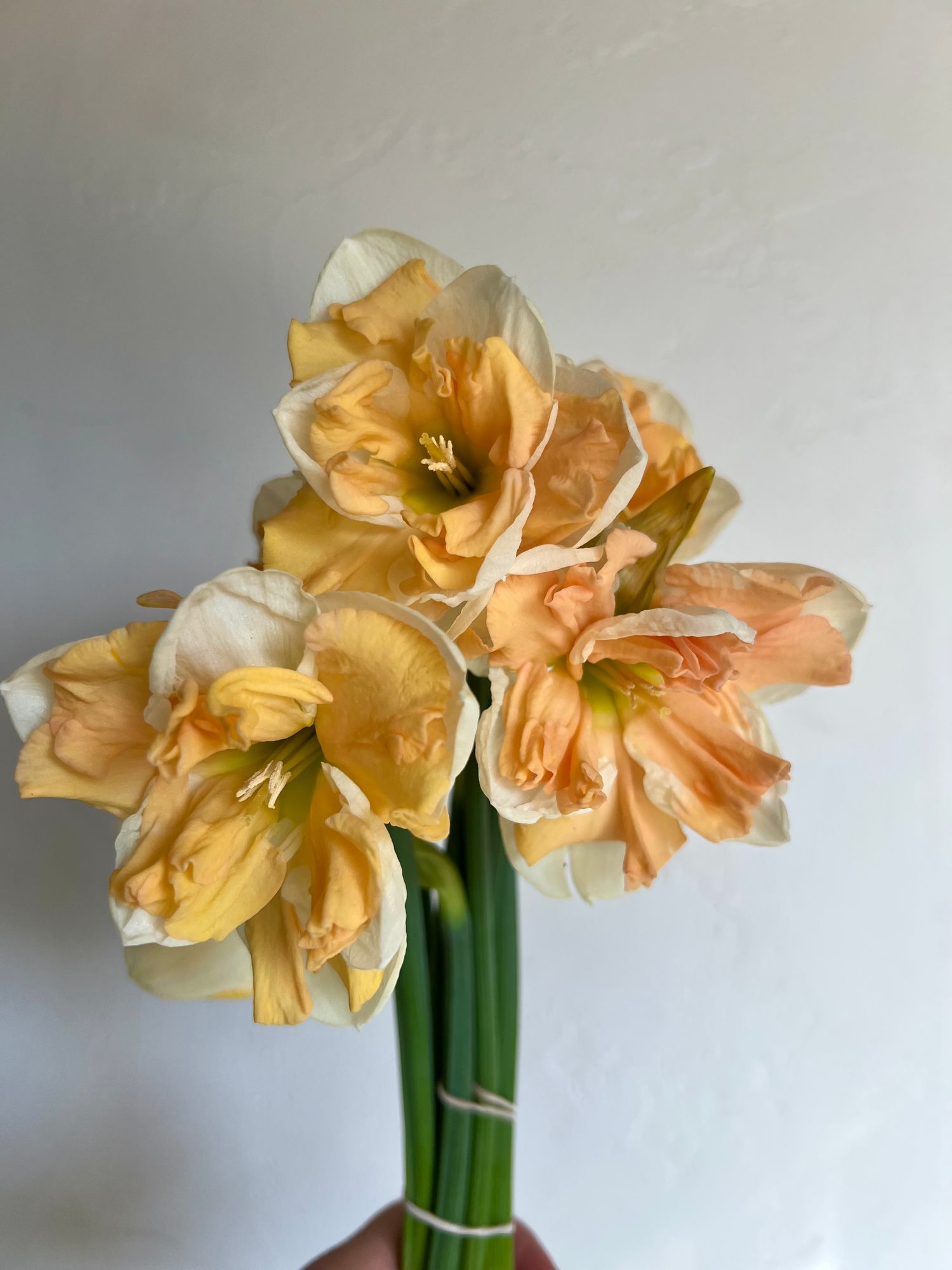 NARCISSUS Apricot Whirl