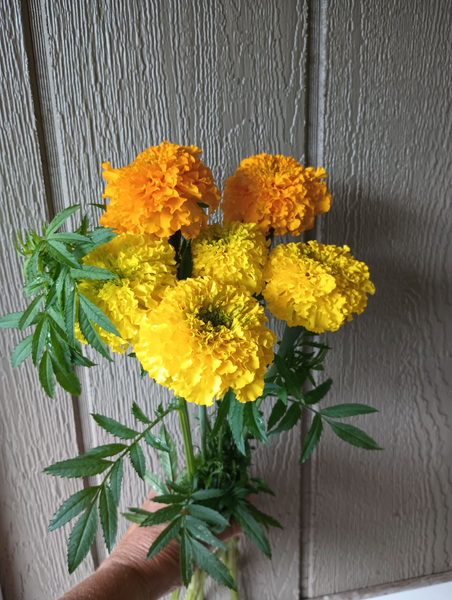 TAGETES erecta