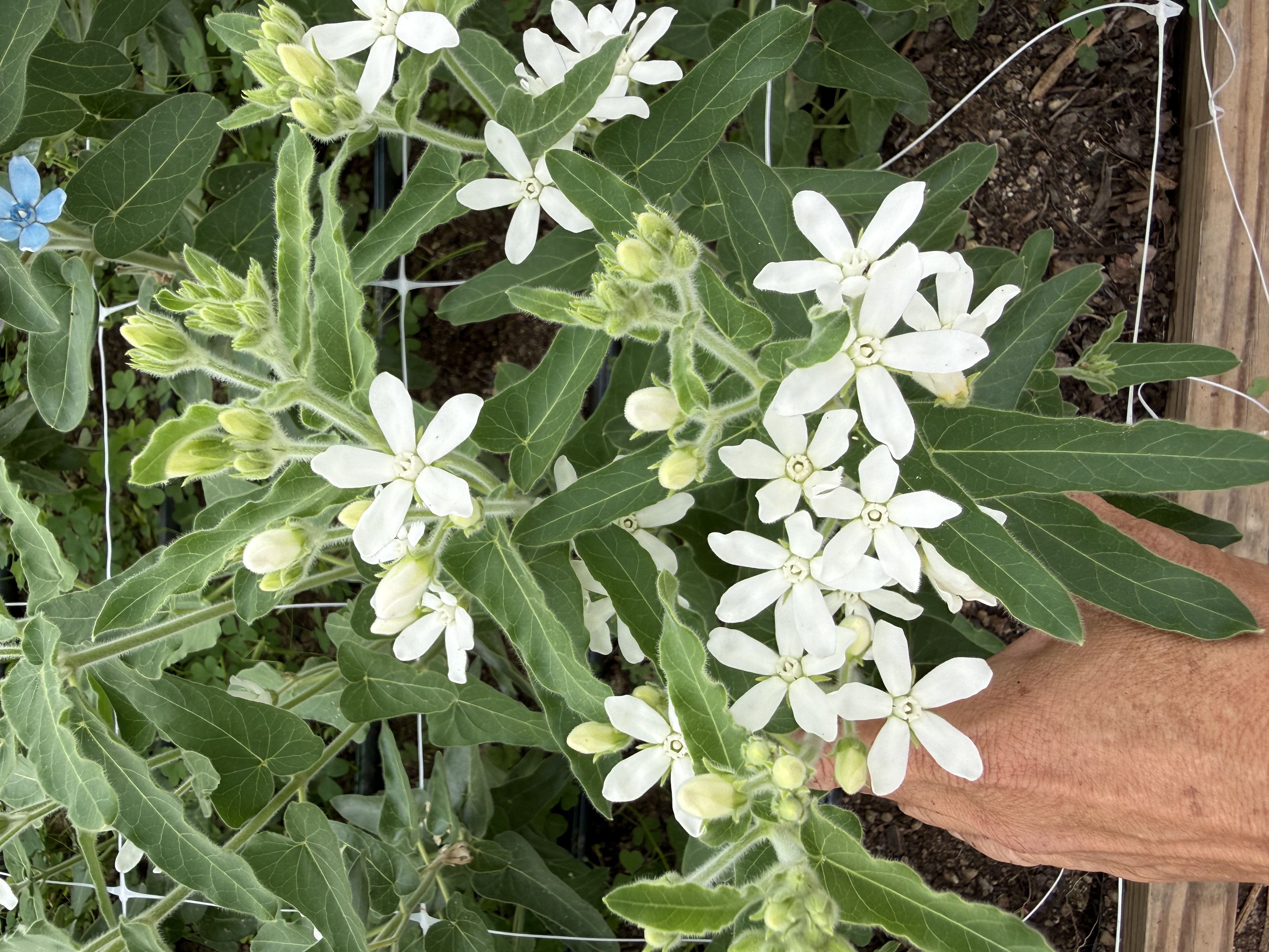 OXYPETALUM coeruleum Pint White Double Mix