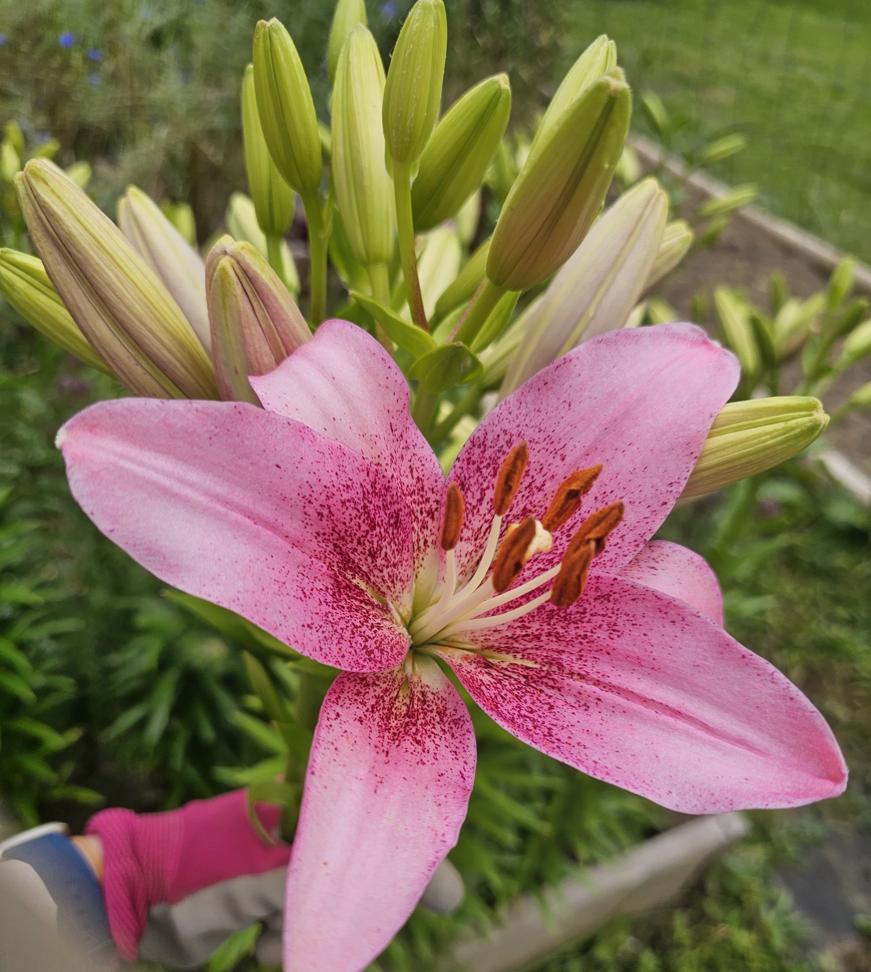 LILIUM x hybrid