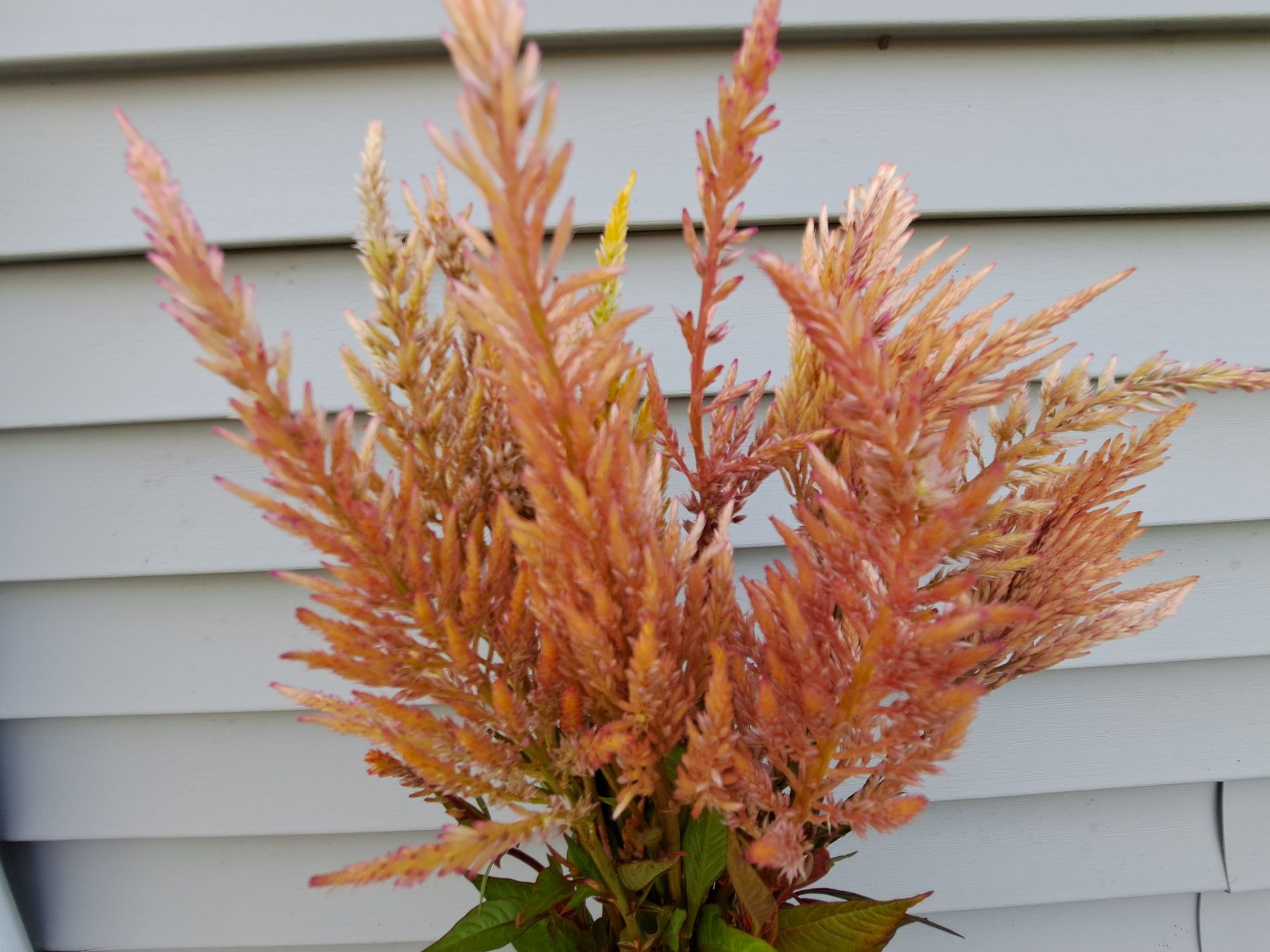 CELOSIA argentea