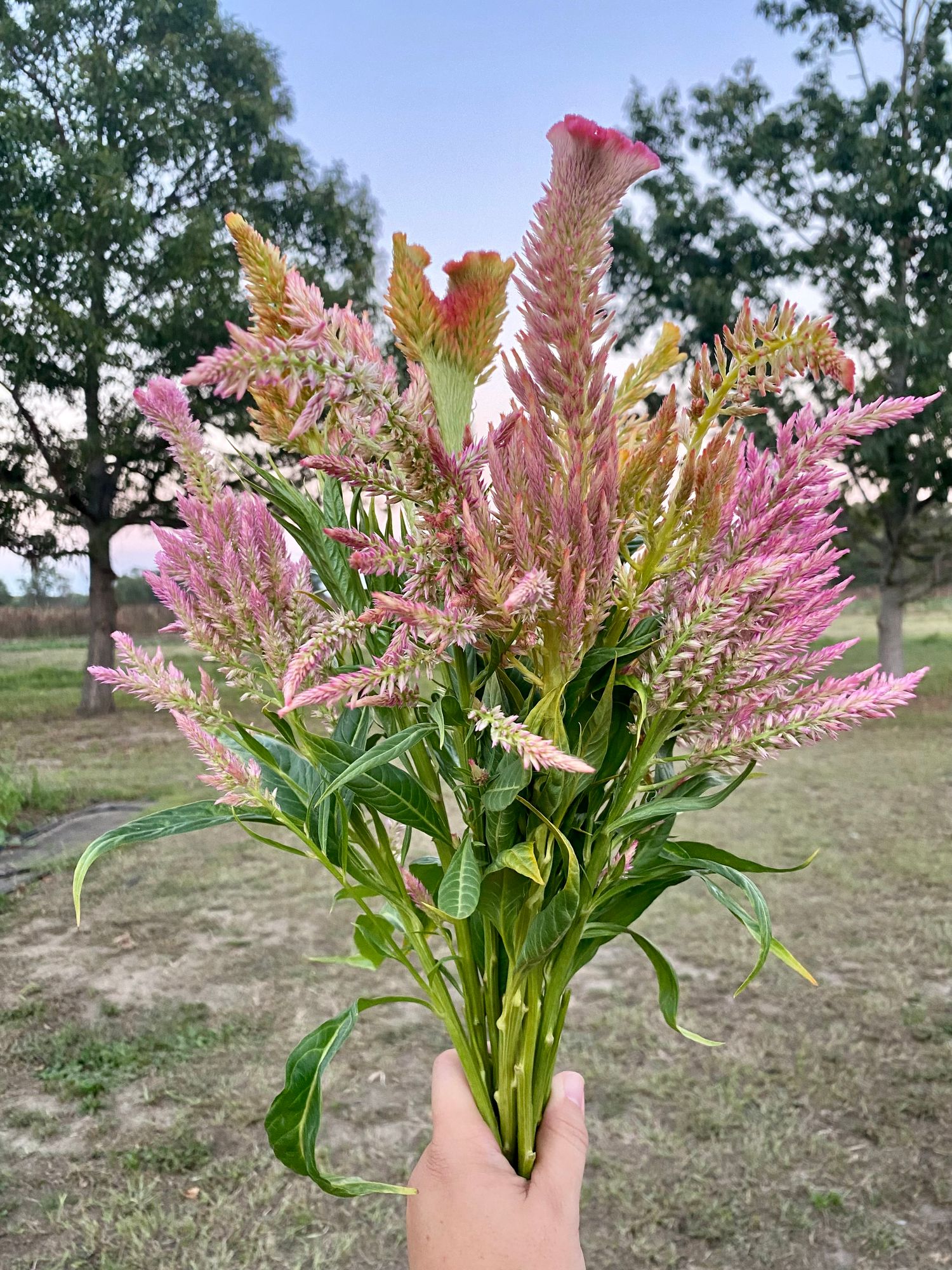 CELOSIA argentea var. plumosa Pampas Plume