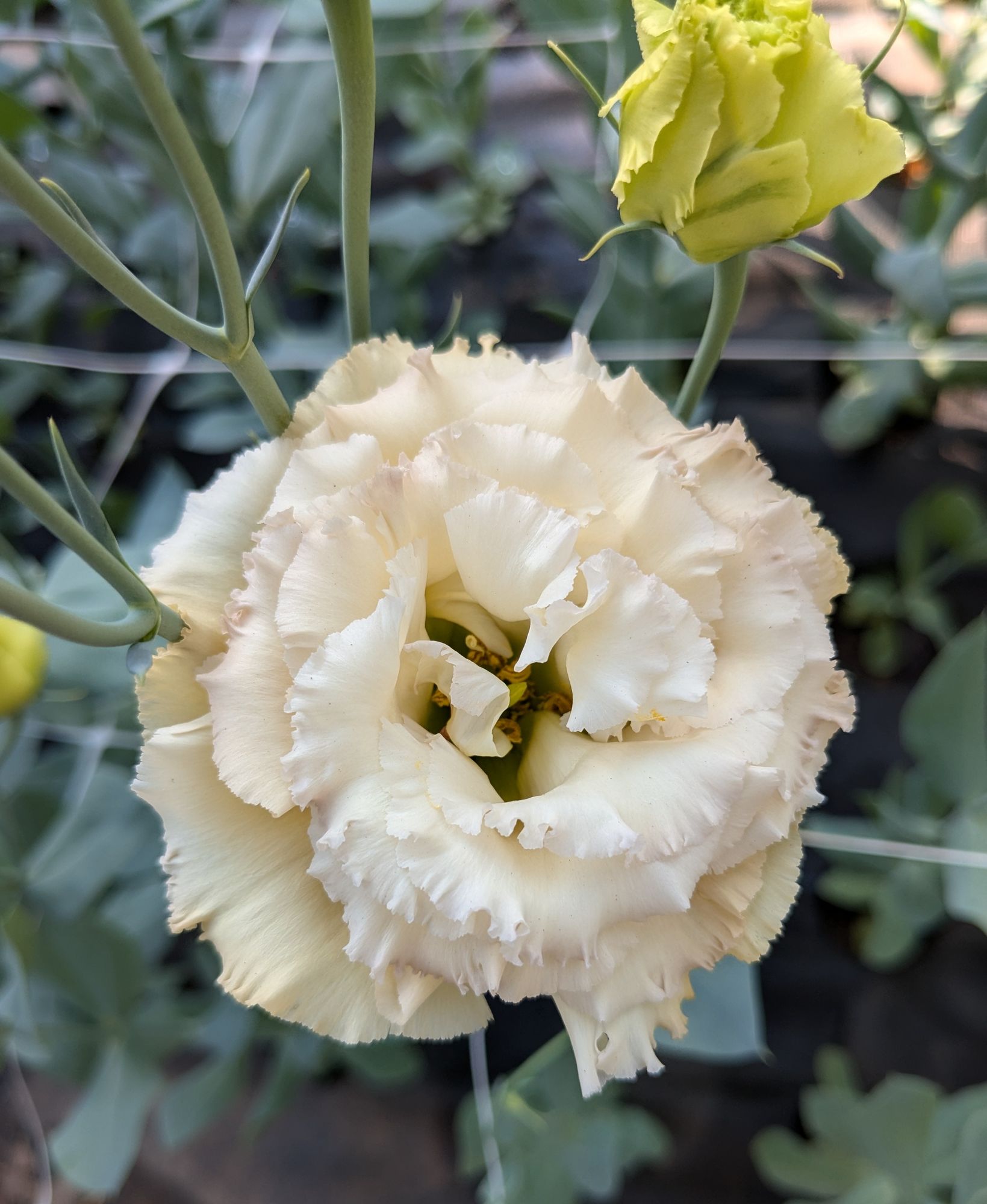 EUSTOMA grandiflorum Blue Chateau