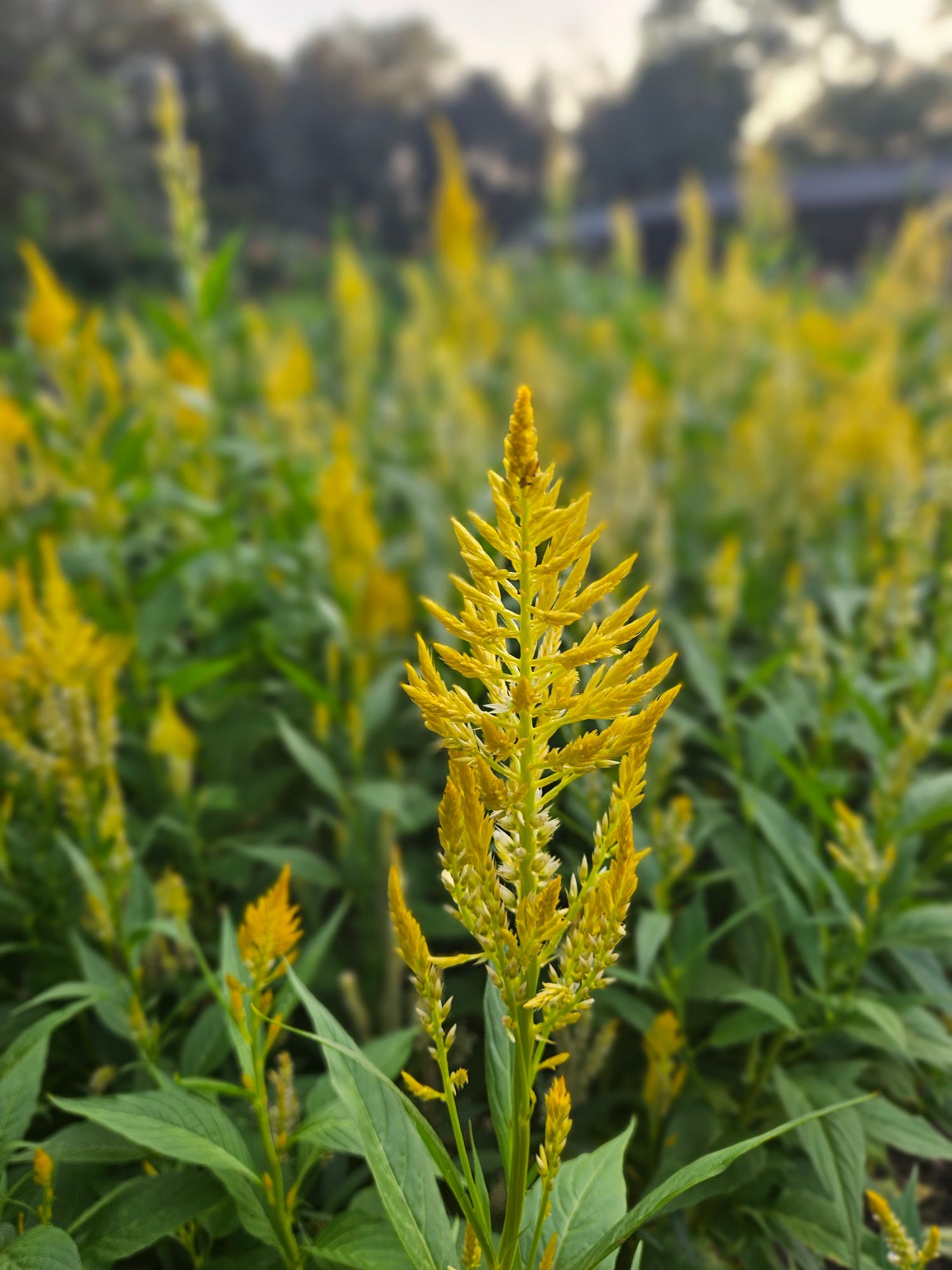 CELOSIA argentea Sunday Series