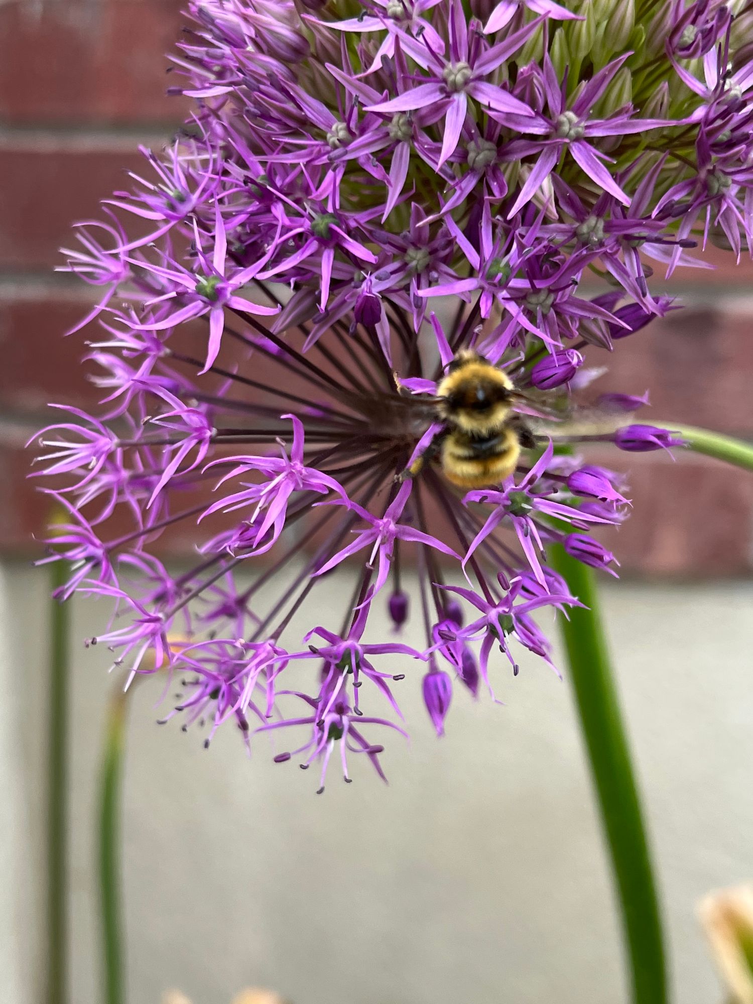 ALLIUM Gladiator