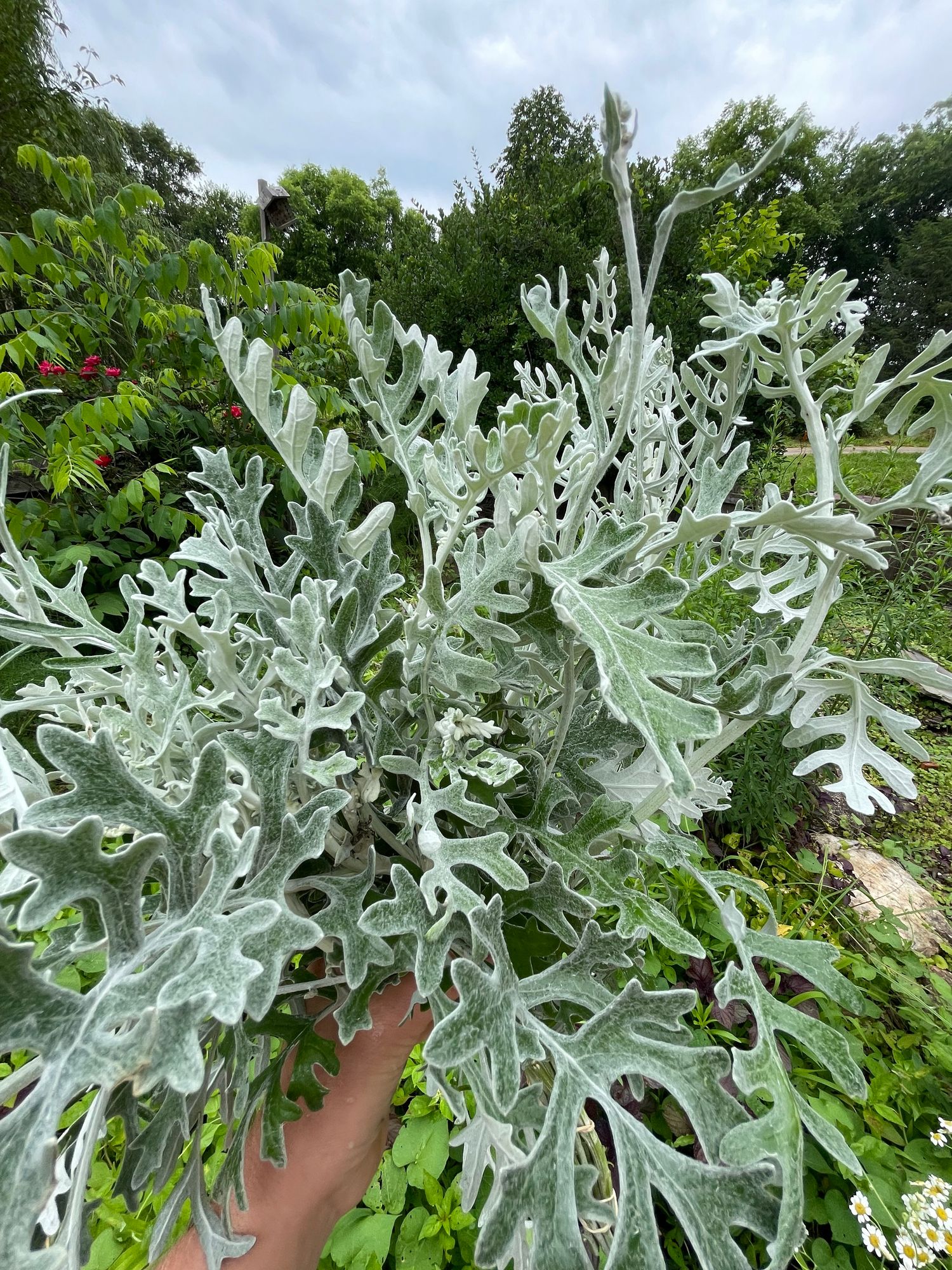 SENECIO cineraria Candicans