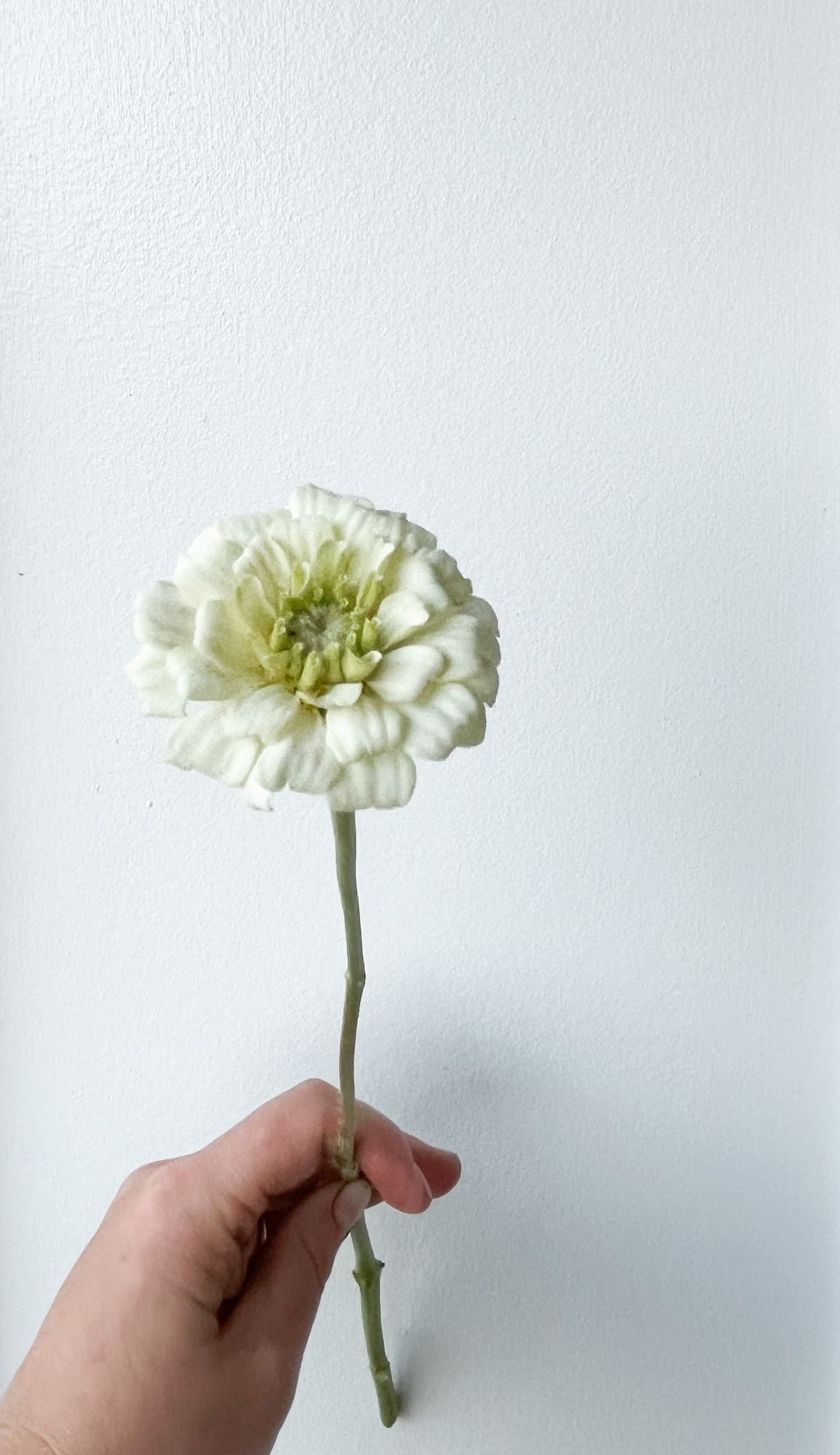 ZINNIA elegans Oklahoma Series