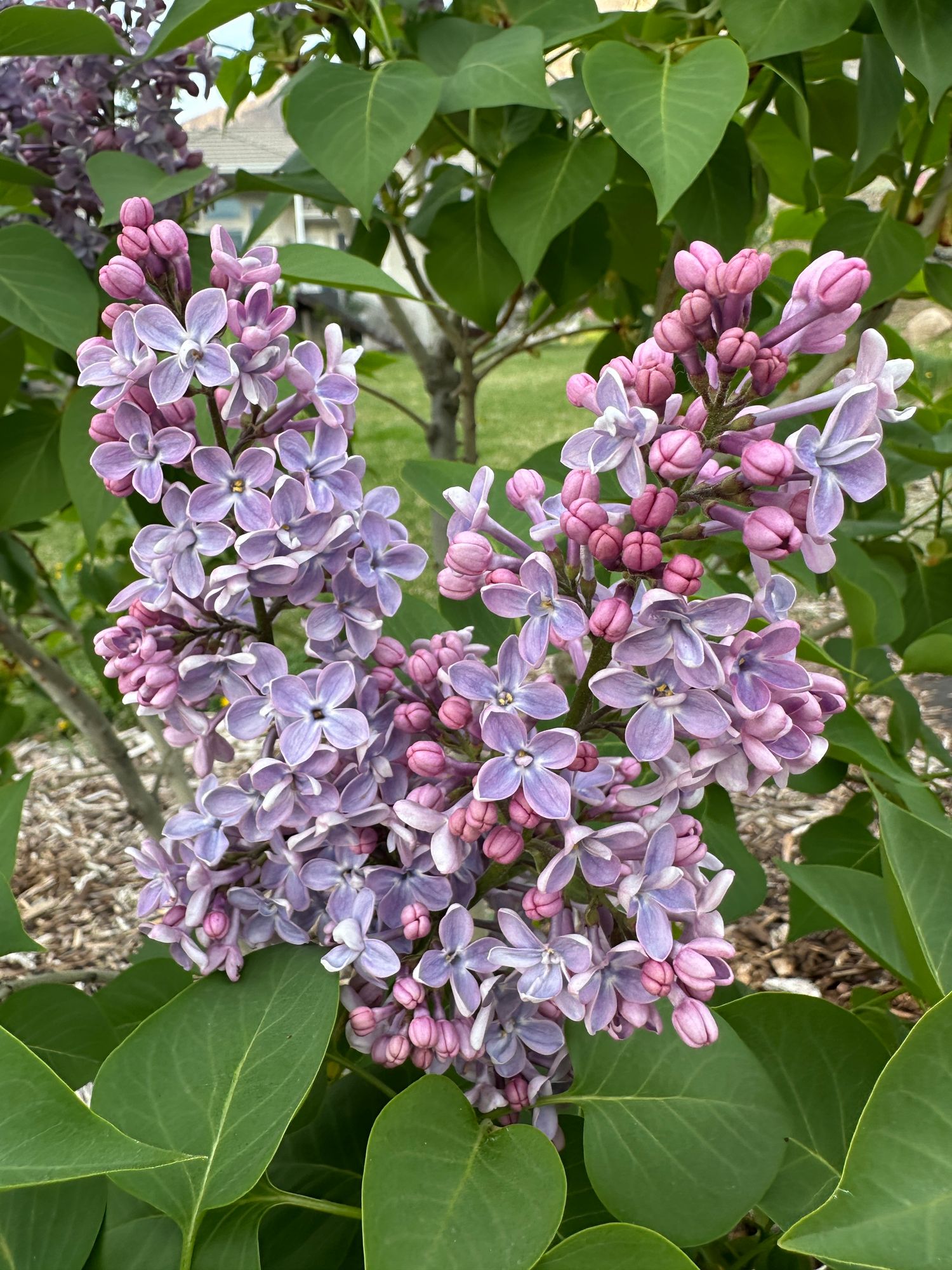 SYRINGA vulgaris
