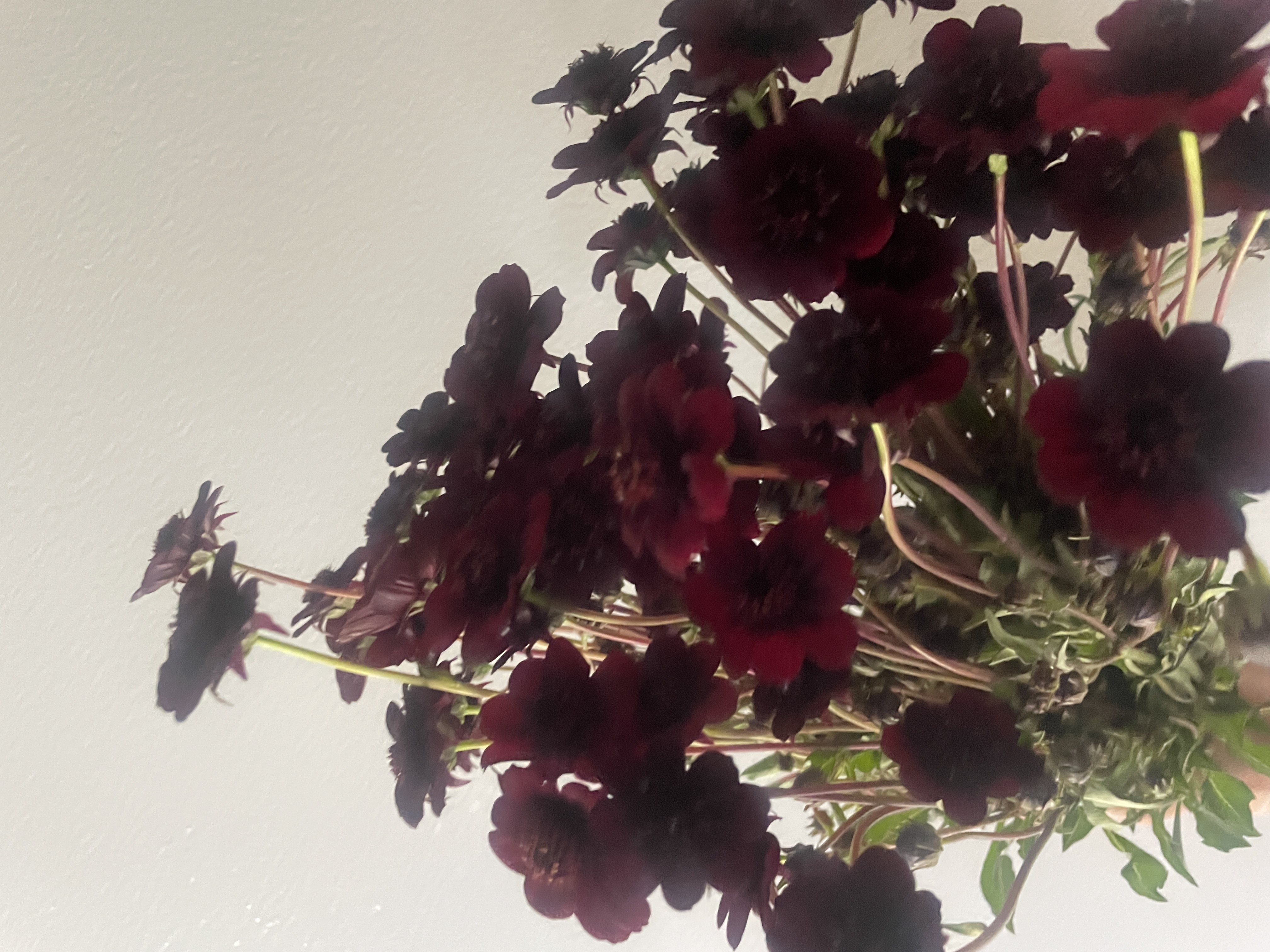 COSMOS atrosanguineus New Choco
