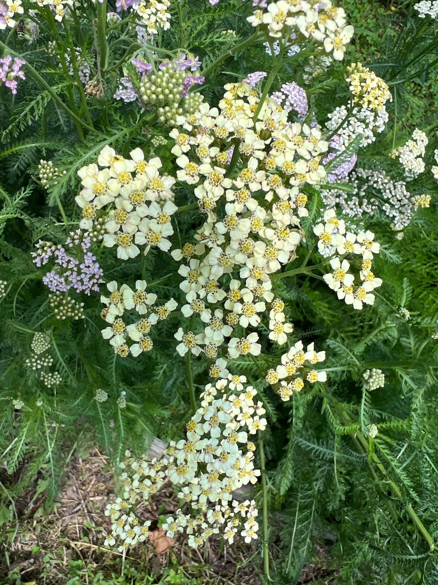 ACHILLEA millefolium Skysail Yellow