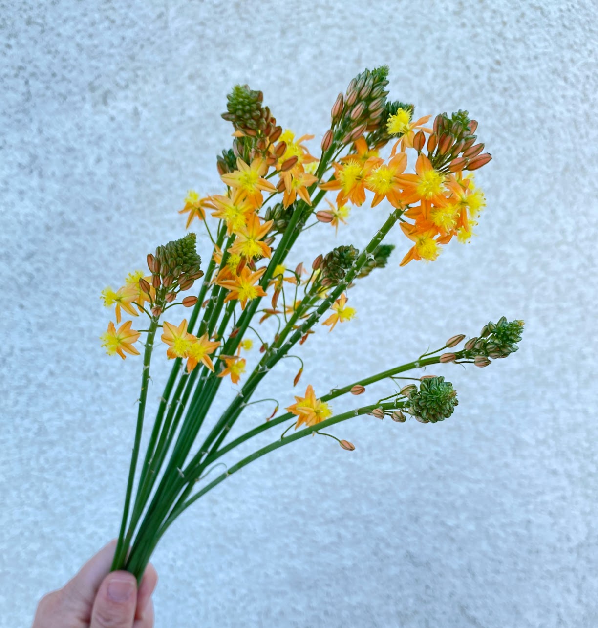 BULBINE frutescens