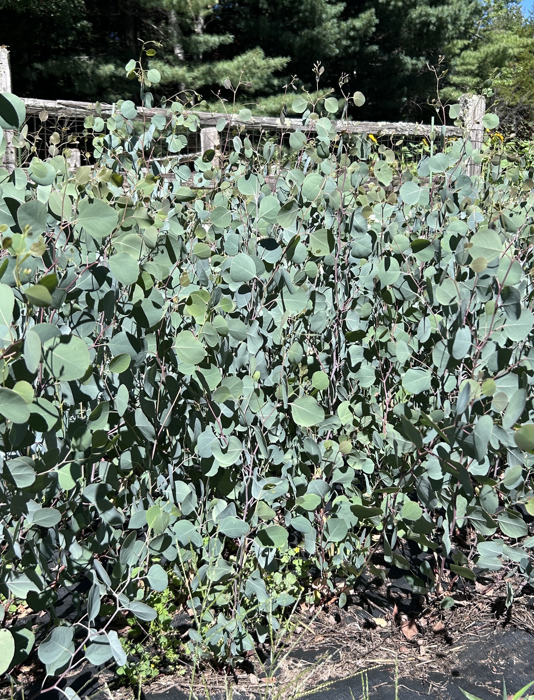 EUCALYPTUS polyanthemos