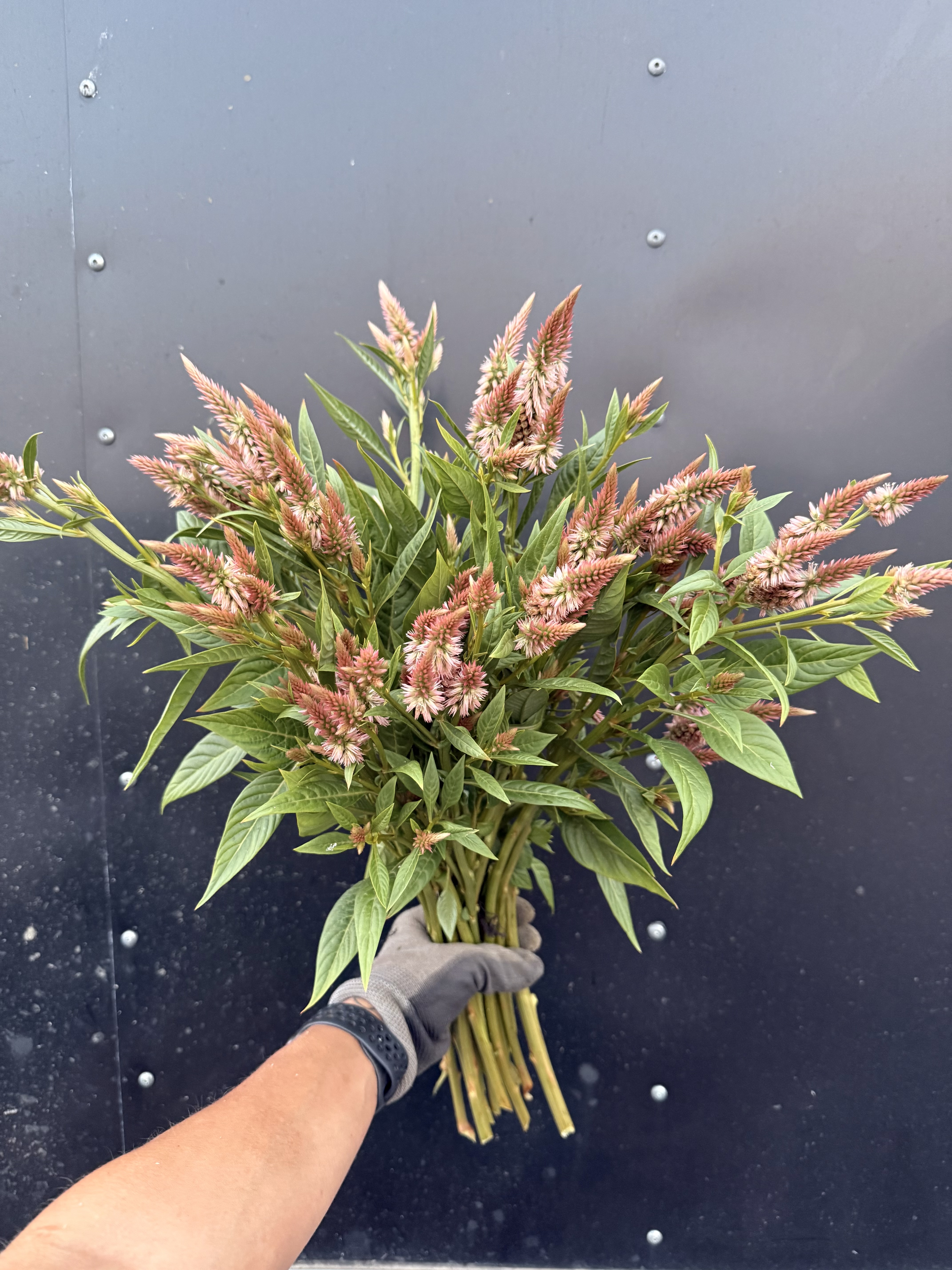 CELOSIA argentea spicata Celway Terracotta