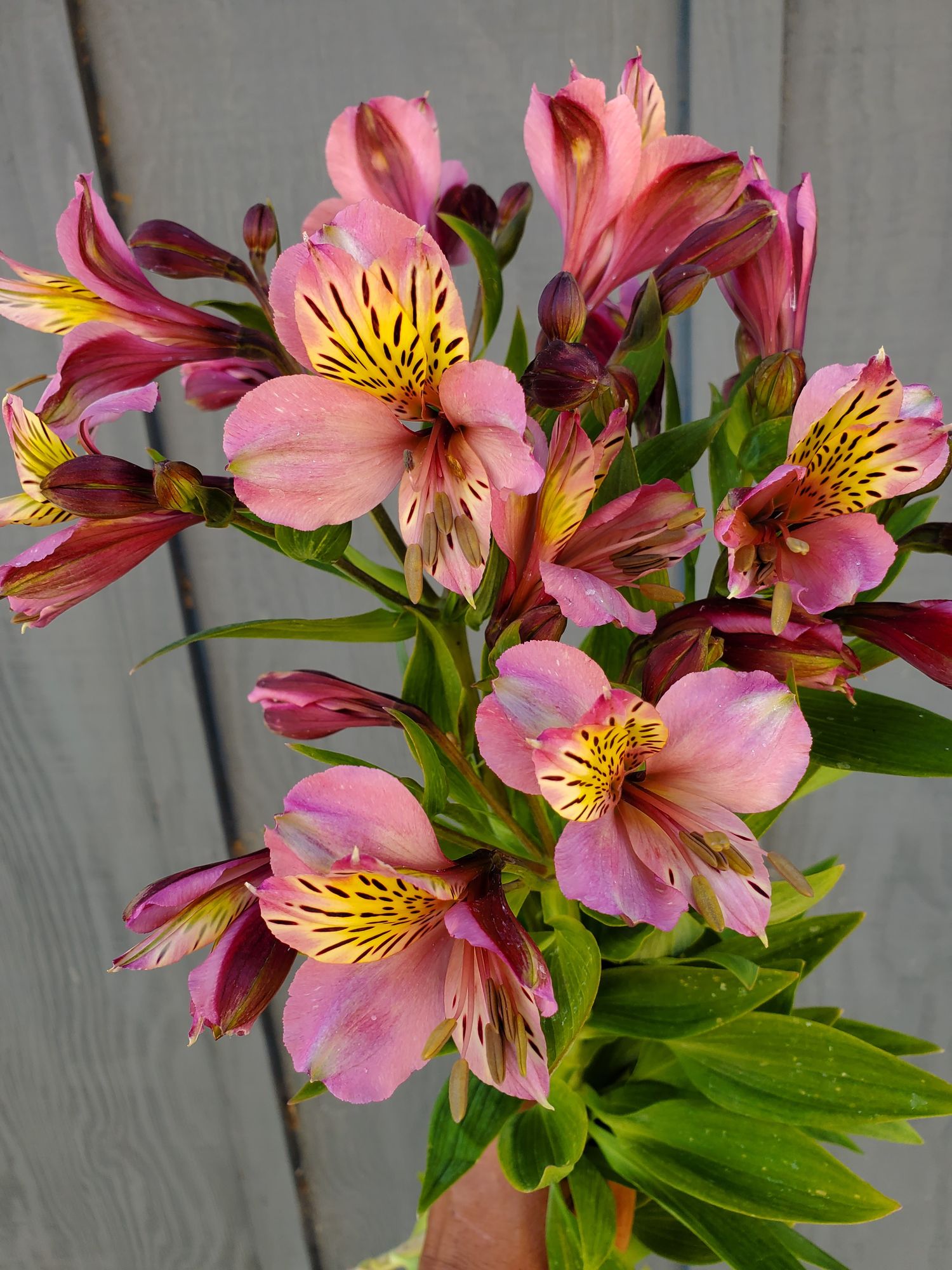 ALSTROEMERIA aurantiaca