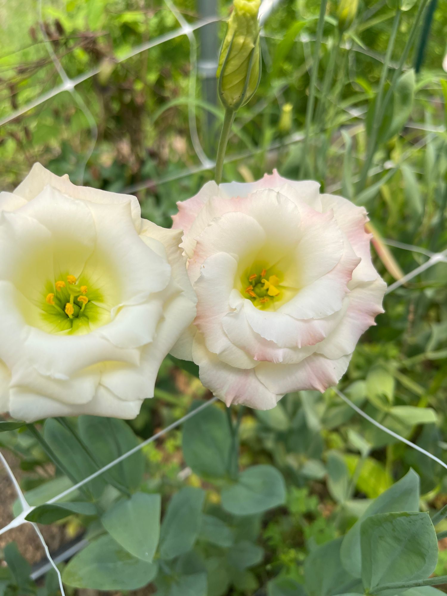 EUSTOMA grandiflorum Arena Champagne