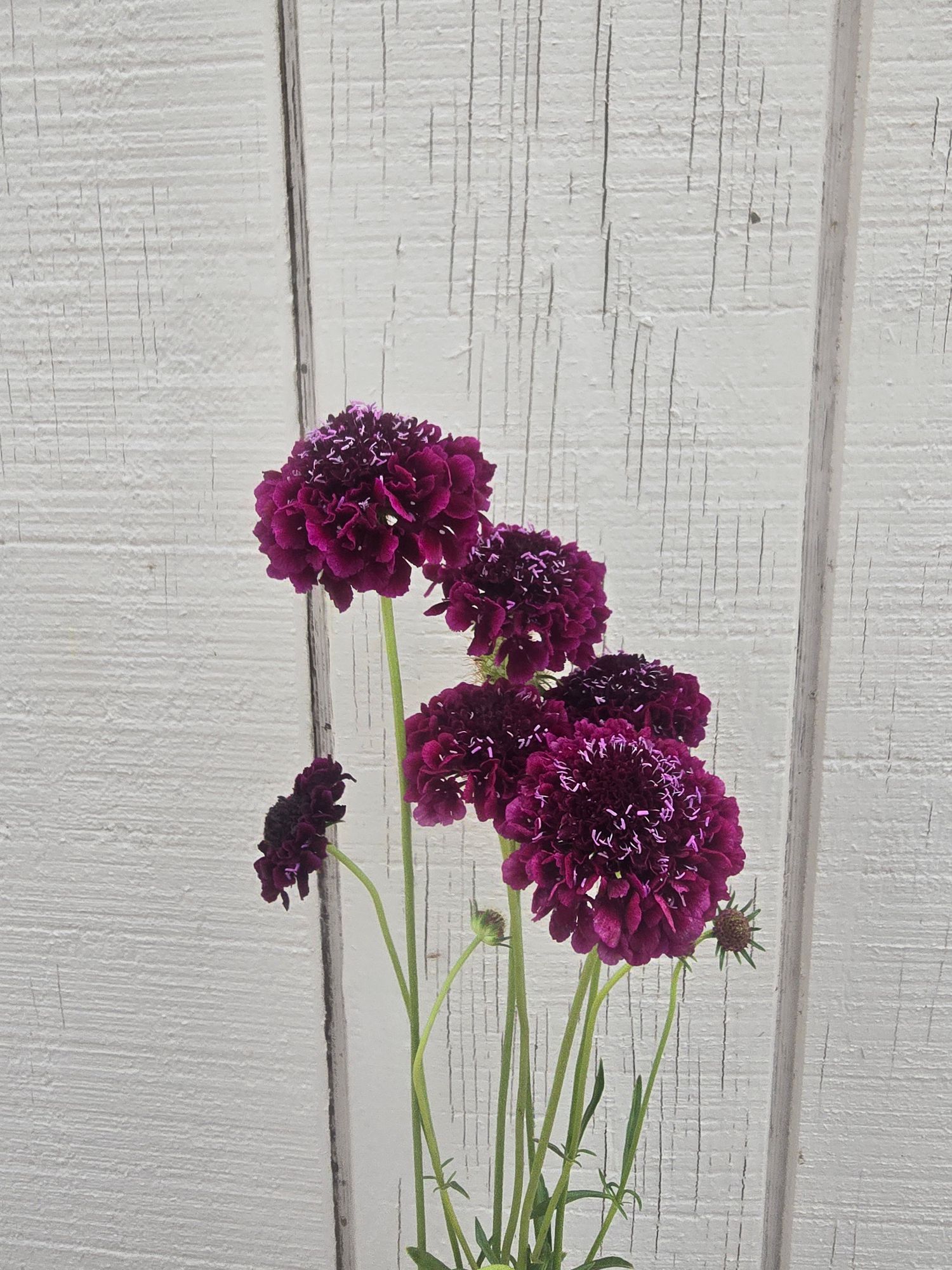 SCABIOSA atropurpurea x caucasica Focal Scoop Dark Purple