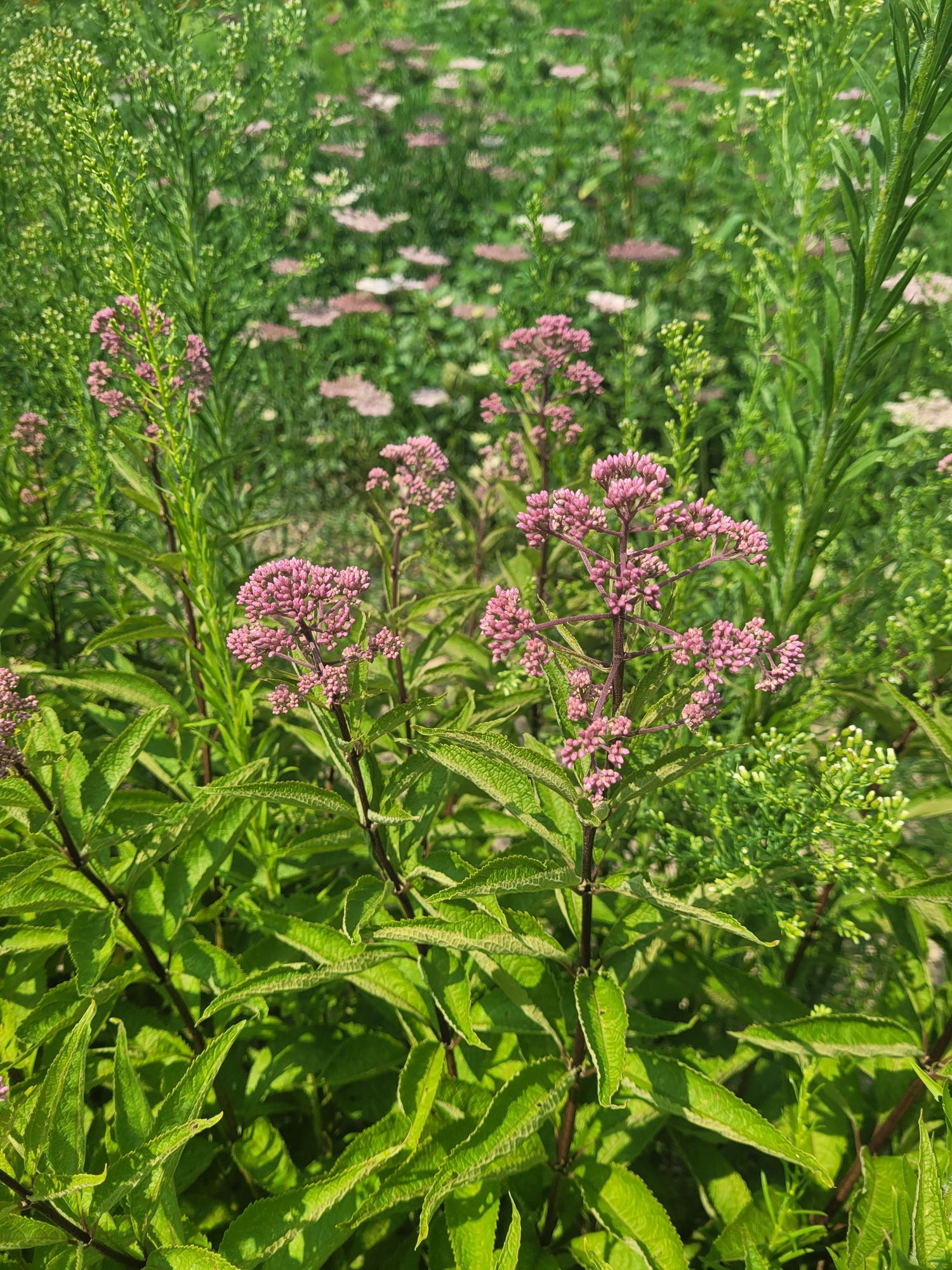 EUPATORIUM perfoliatum