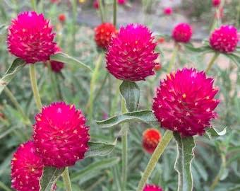 GOMPHRENA haageana QIS Pink