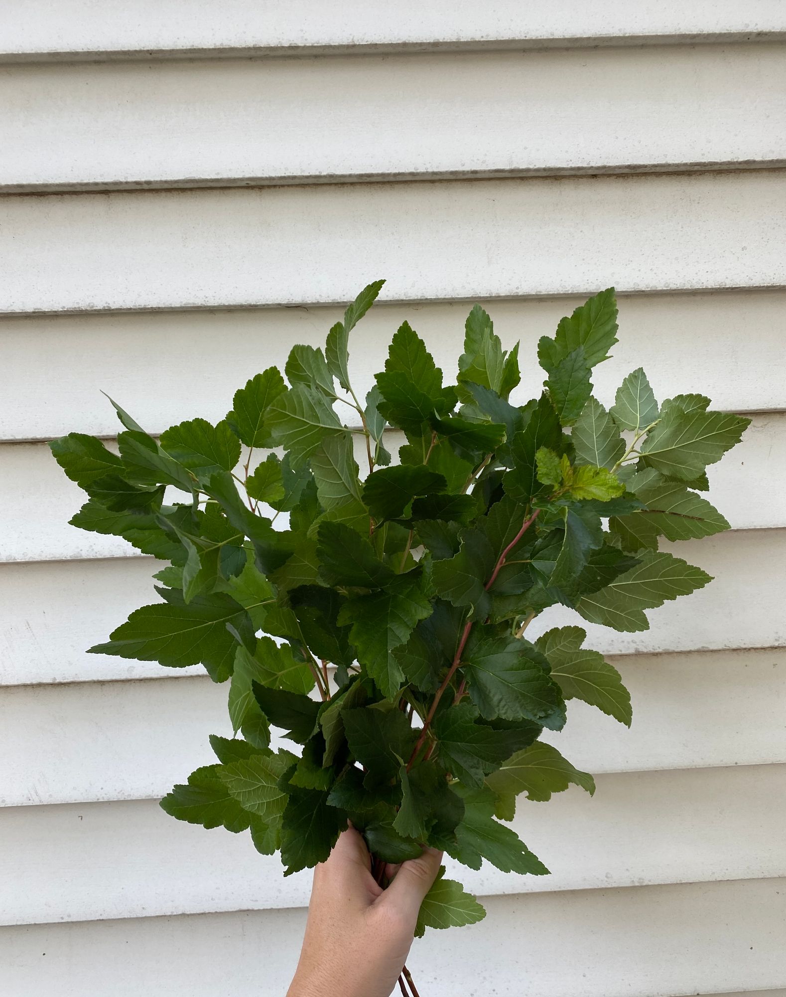 PHYSOCARPUS opulifolius