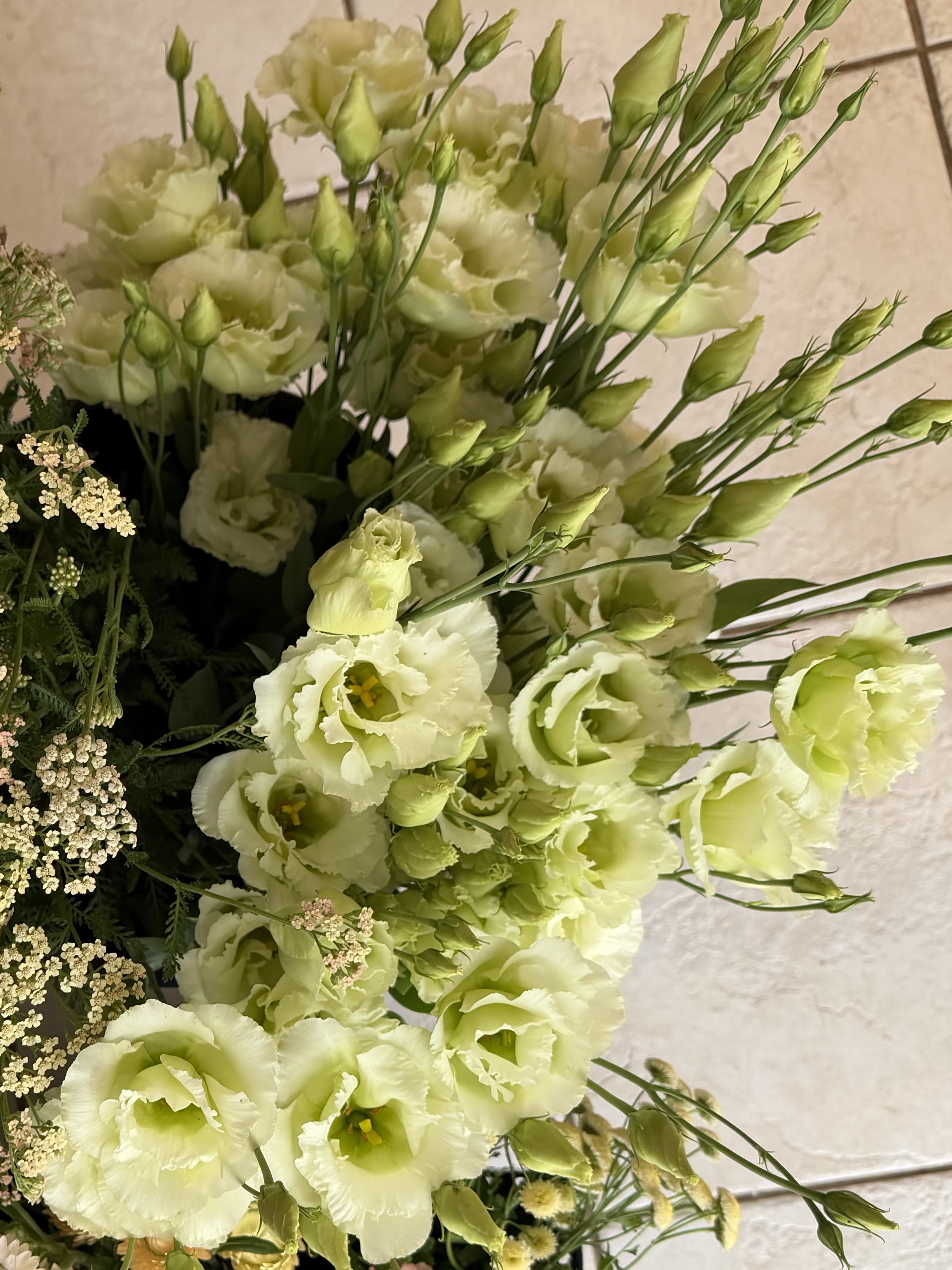 EUSTOMA grandiflorum Voyage Green