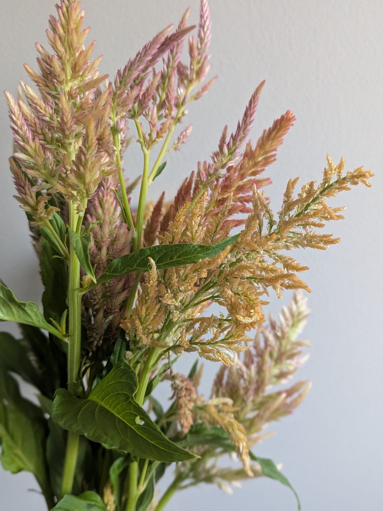 CELOSIA argentea var. spicata Shimmer