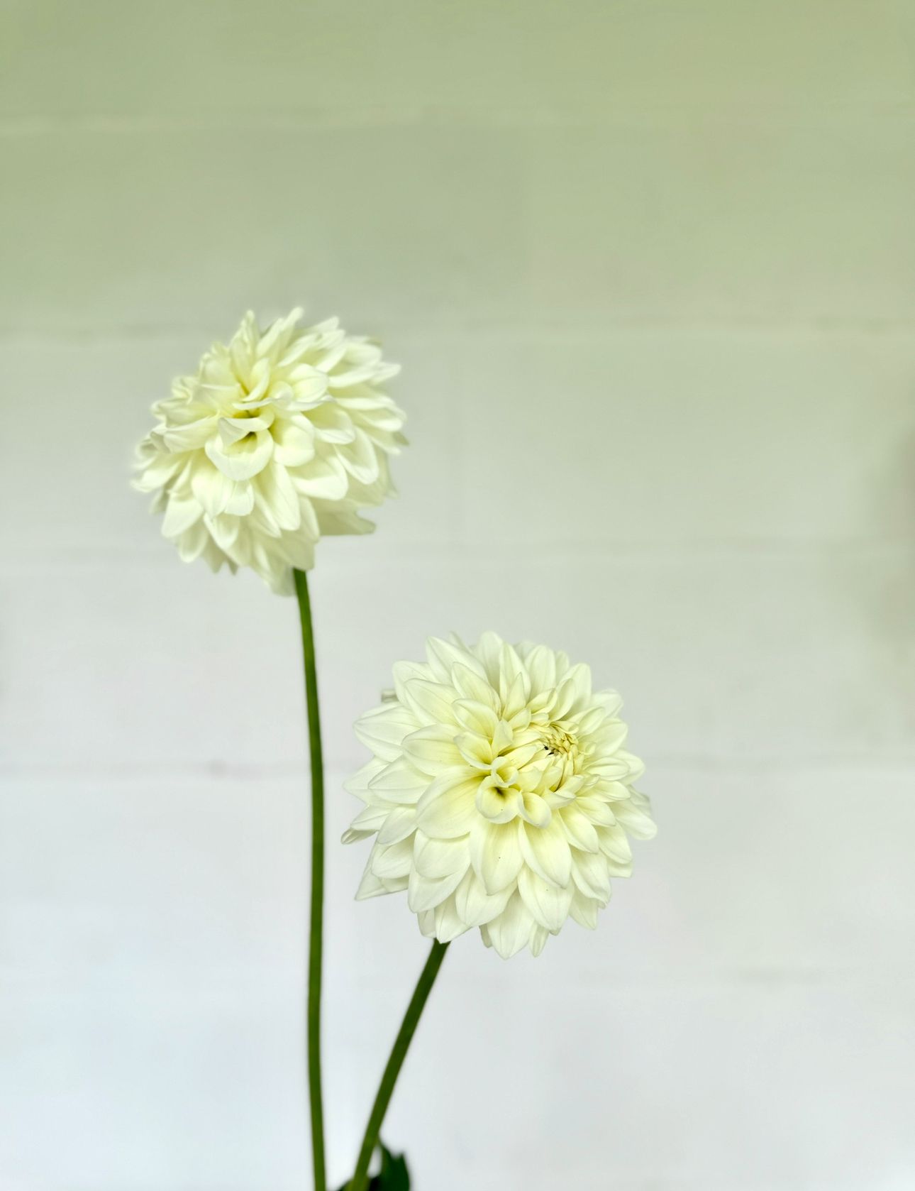 DAHLIA Blizzard