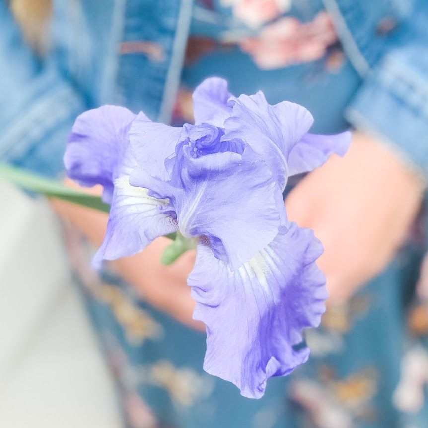 IRIS germanica